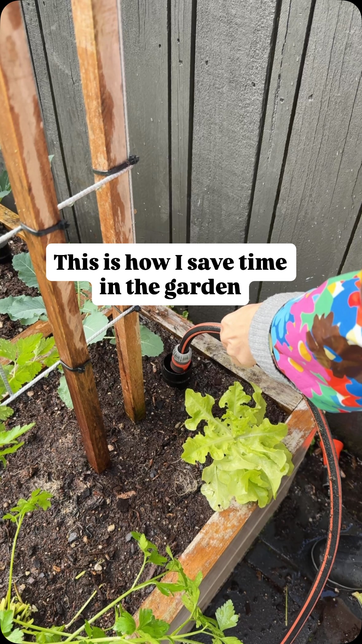 Im showing off now…I’m watering my garden and planting at the same time.
These are my macrocarpa self-watering wicking beds from @wickingbedsnz . In spring and summer, I fill the water reservoir underneath the soil about once a month. (I white washed mine).
The water sits at the bottom of the bed, and the plants draw it up as they need it.
So while the beds are filling, I can be planting lettuces and brassicas.
✔️ No standing around with a hose.
✔️ No daily hand watering.
✔️ No dragging heavy watering cans around.
And honestly, this is why I love them. They take the chore out of gardening make me want to get out there.
I can spend my time planting, harvesting and enjoying the garden instead of constantly thinking about whether it needs water.
And yes, I could leave the hose on top of the soil while I plant but it’s not the same-That’s called surface watering and I’d need to do it daily in summer for my pots and raised gardens.
What I’m doing is bottom watering and the water goes to the roots where it’s needed for FOUR weeks.
They give me so much time back.
Hose: @gardena.worldwide @gardena.newzealand
Gumboots: @booniesfootwear
Rain jacket: @gormanclothing
Feeding with: @tuigardenandhome products