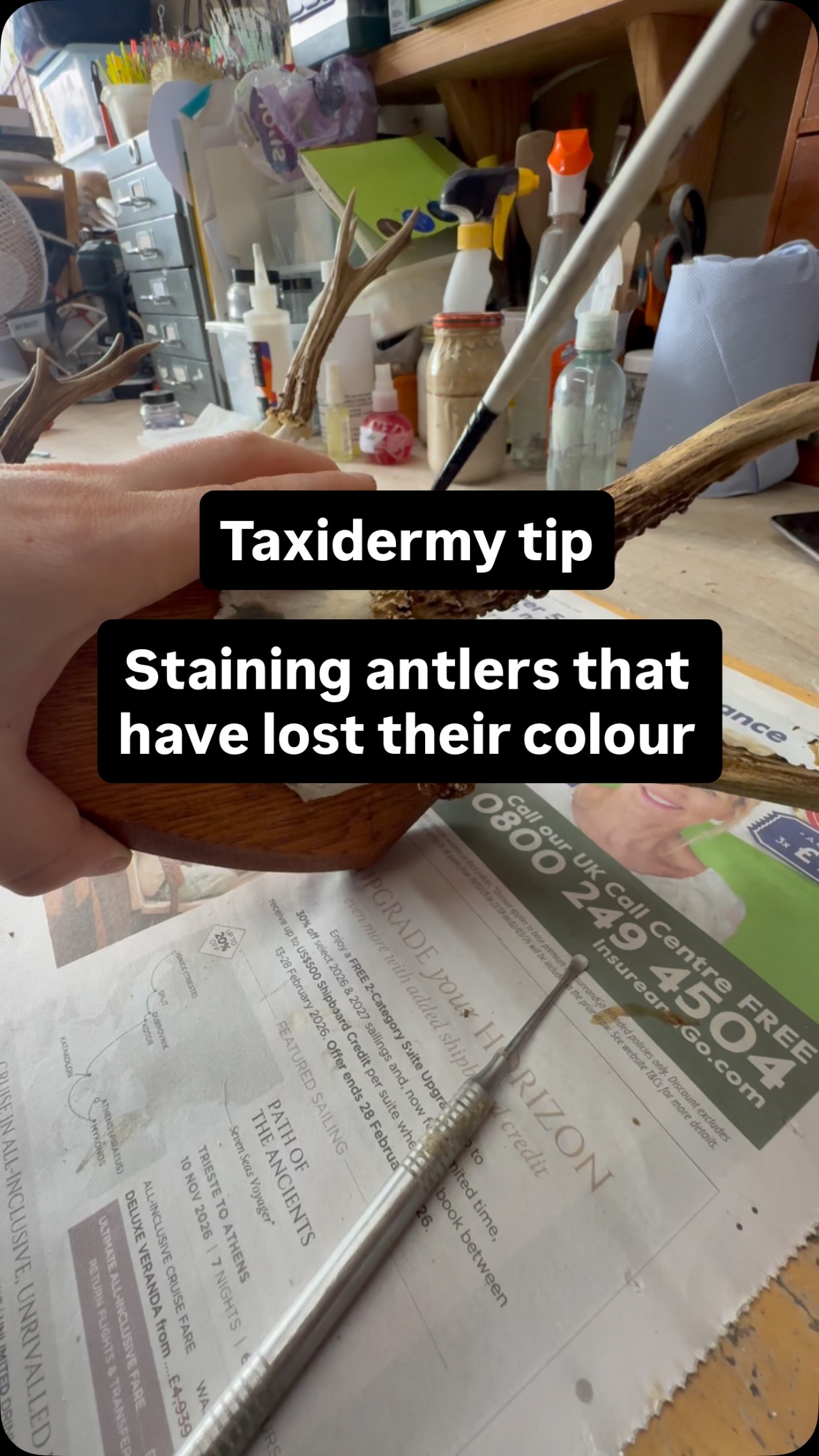 Thought I’d show a taxidermy tip I learnt from another taxidermist on how to stain antlers. Using a small amount of potassium permanganate mixed with water. You can stain the antlers to your desired effect. Do not get it ok the skull. And don’t drink or get it in your eyes. If you have any left over, absorb the solution in some blue roll or kitchen roll and through it in general waste. Do not pour down the drain.
Credit to @lrmtaxidermy_paddy_mead for showing this awesome tip.
#taxidermytip