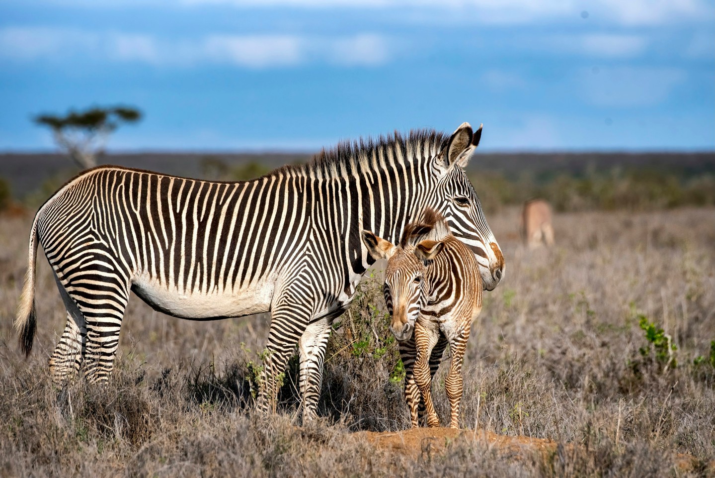Reddish-brown stripes and a fuzzy coat: this foal is still young. Grevy's zebra foals are born with russet stripes that darken to black as they grow.
Grevy's zebra herds form and break apart often. The bond between a mother and her foal is one of the few relationships that lasts.
Photographs like this also carry data. Every Grevy's zebra has a unique stripe pattern, and census teams use photos to identify individuals. Counting foals against adults shows whether a population is breeding and whether its young are surviving.
For an endangered species, grazing and water decide much of that. Where livestock and wildlife compete for both, mothers can struggle to produce milk. At Loisaba, managed cattle grazing and dams help keep food and water available for wildlife.
📷 Amy Montminy