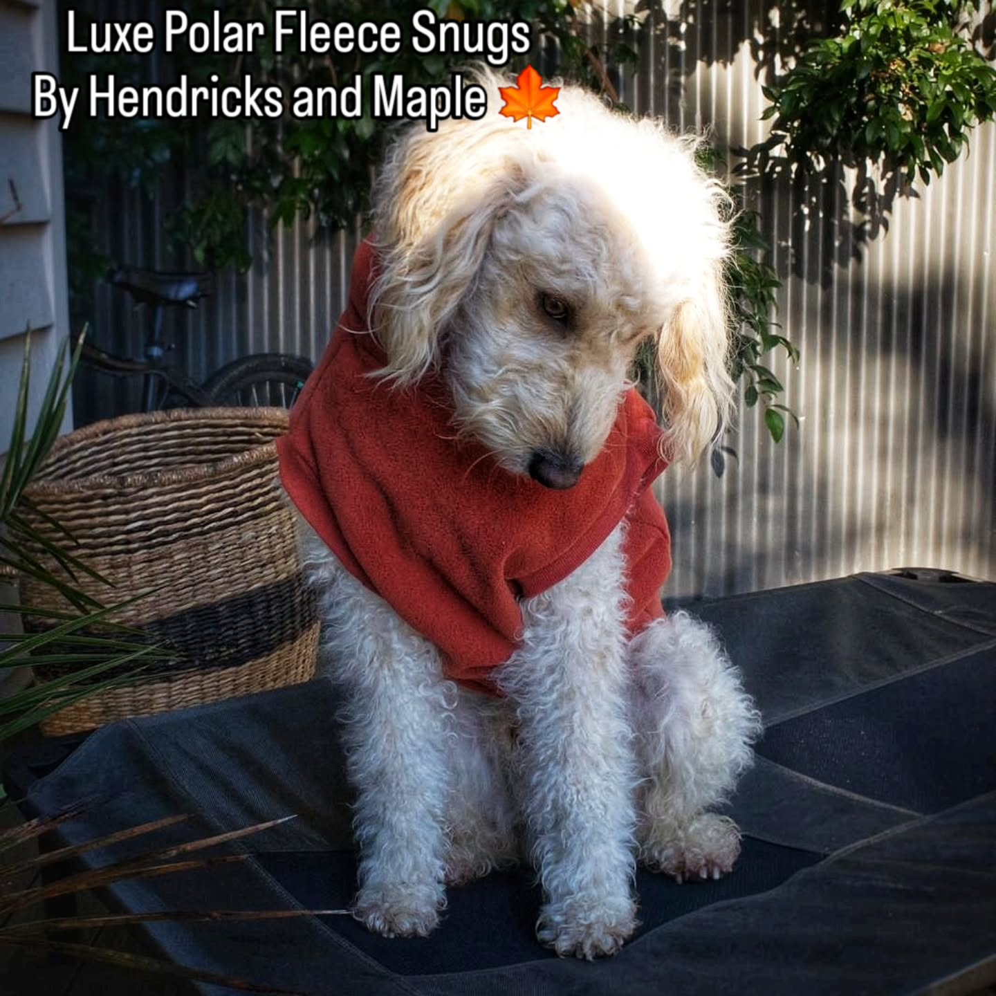 Wrapped up and looking good ❄️🐾 Our Luxe Polar Fleece Snug in rust turns this cream labradoodle into the best-dressed dog on the winter walk. Soft, snug and full of style from nose to tail. Swipe through to see the fit from every angle 👉
Shop the Luxe Polar Fleece Snug at www.hendricksandmaple.com
📸 credit @peril_on_the_bridge
Love it when our customers send us pics of their pups in their gear 🥰 this is Clover 🍀 one of Hendricks and Maple's puppies- all grown up.
#labradoodle #dogfleece #dogwinter #dogjumper #hendricksandmaple