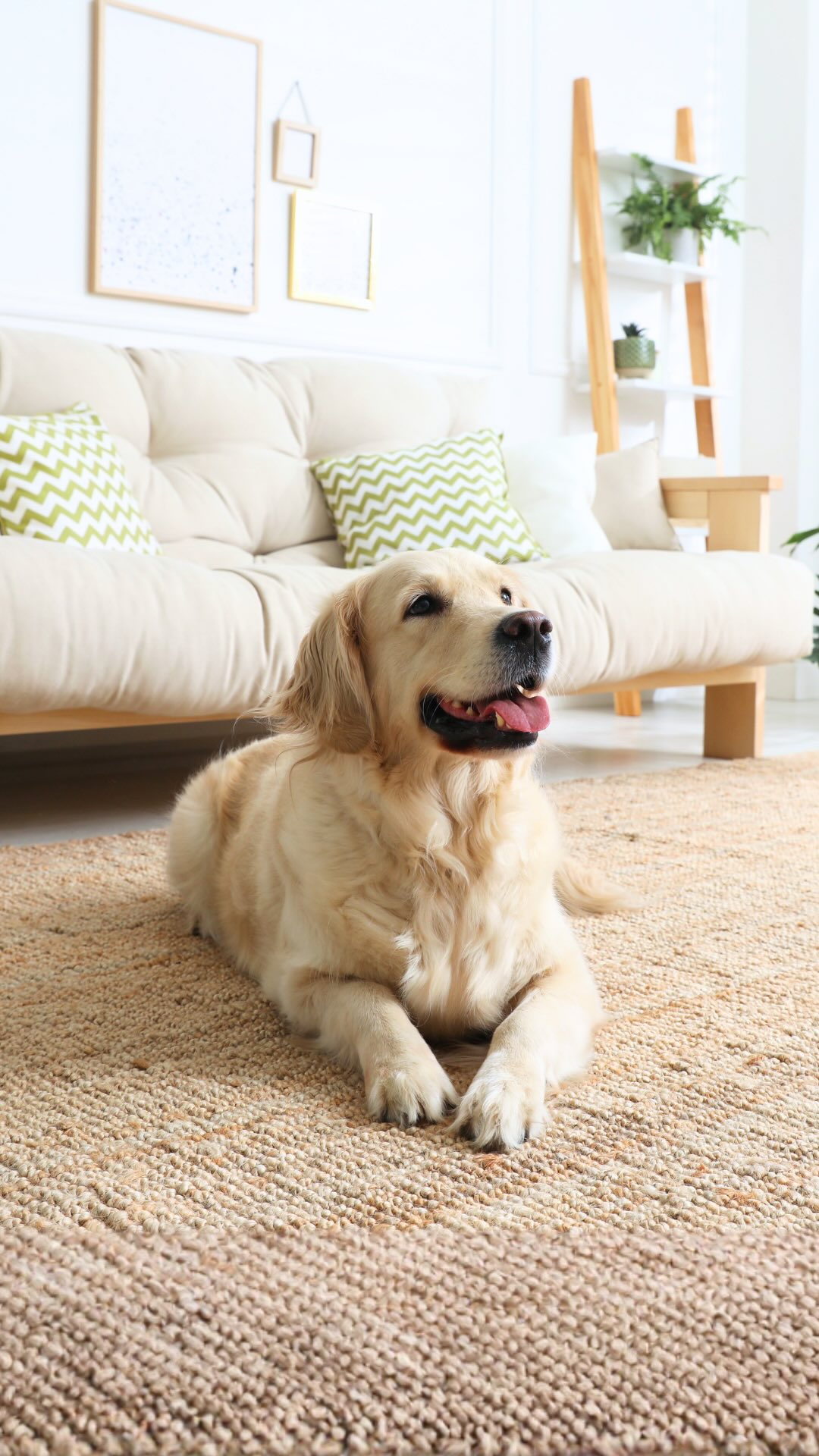 If your dog is part of the family, this one’s for you.
They can’t ask for a clean space, but they deserve one just the same, fur, dander, and everyday mess included.
Maya Cleaning’s recurring service keeps every corner of your home cared for, including the spots your pets call theirs, across Jacksonville Beach and beyond.
✅ Same trusted team, every visit, pets and all.
📍 Serving Jacksonville Beach, Neptune Beach, Atlantic Beach, and Mandarin.
🐾 Happy National Dog Day from all of us at Maya.
#petfriendly #jacksonvillebeach #jaxmoms
