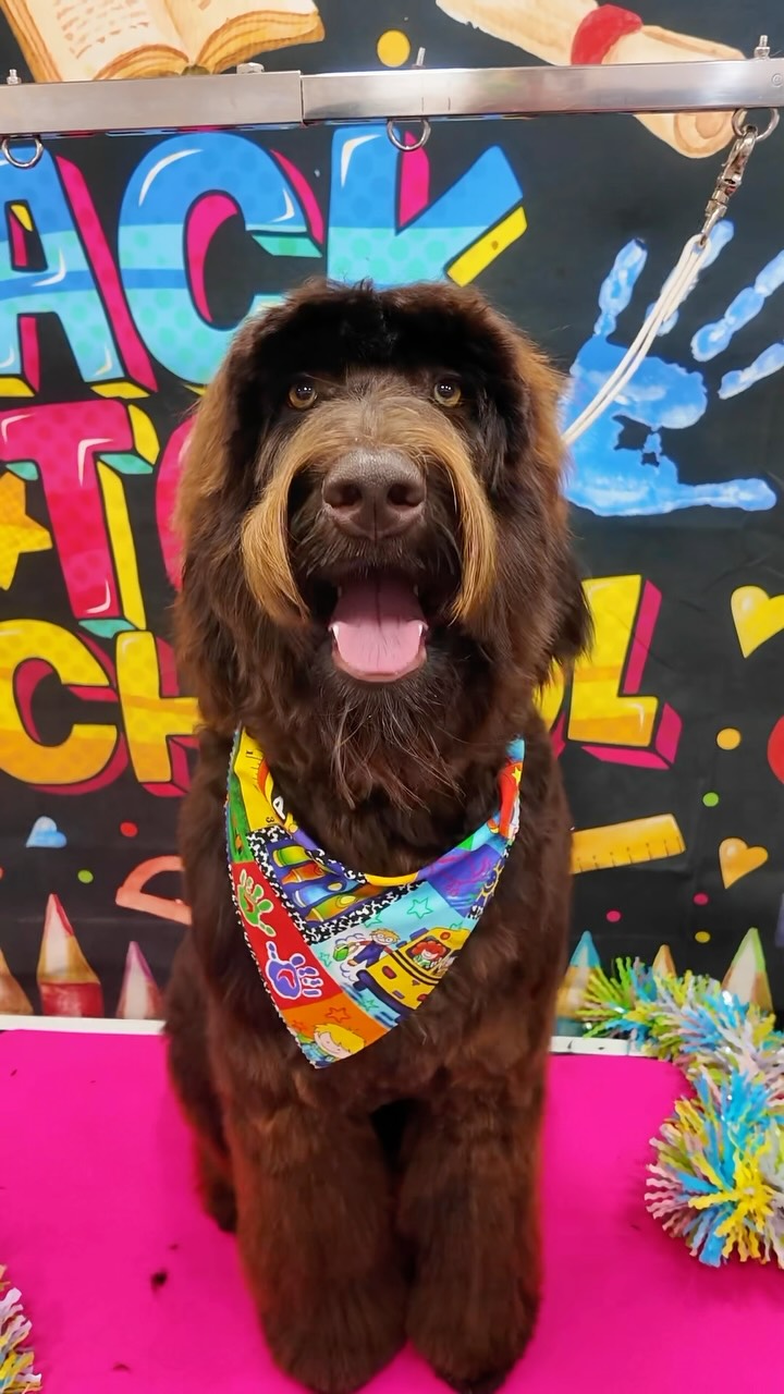 First haircut ever for this big brown bear 🐻🤎 Roque’s mom & dad have done an amazing job brushing him at home, which has helped us keep that gorgeous long Australian Labradoodle coat.
Welcome to the groom family, Roque! 🐾✂️
#AustralianLabradoodle #FirstHaircut #PuppyGrooming #FluffyDog #YourHomeGroomer