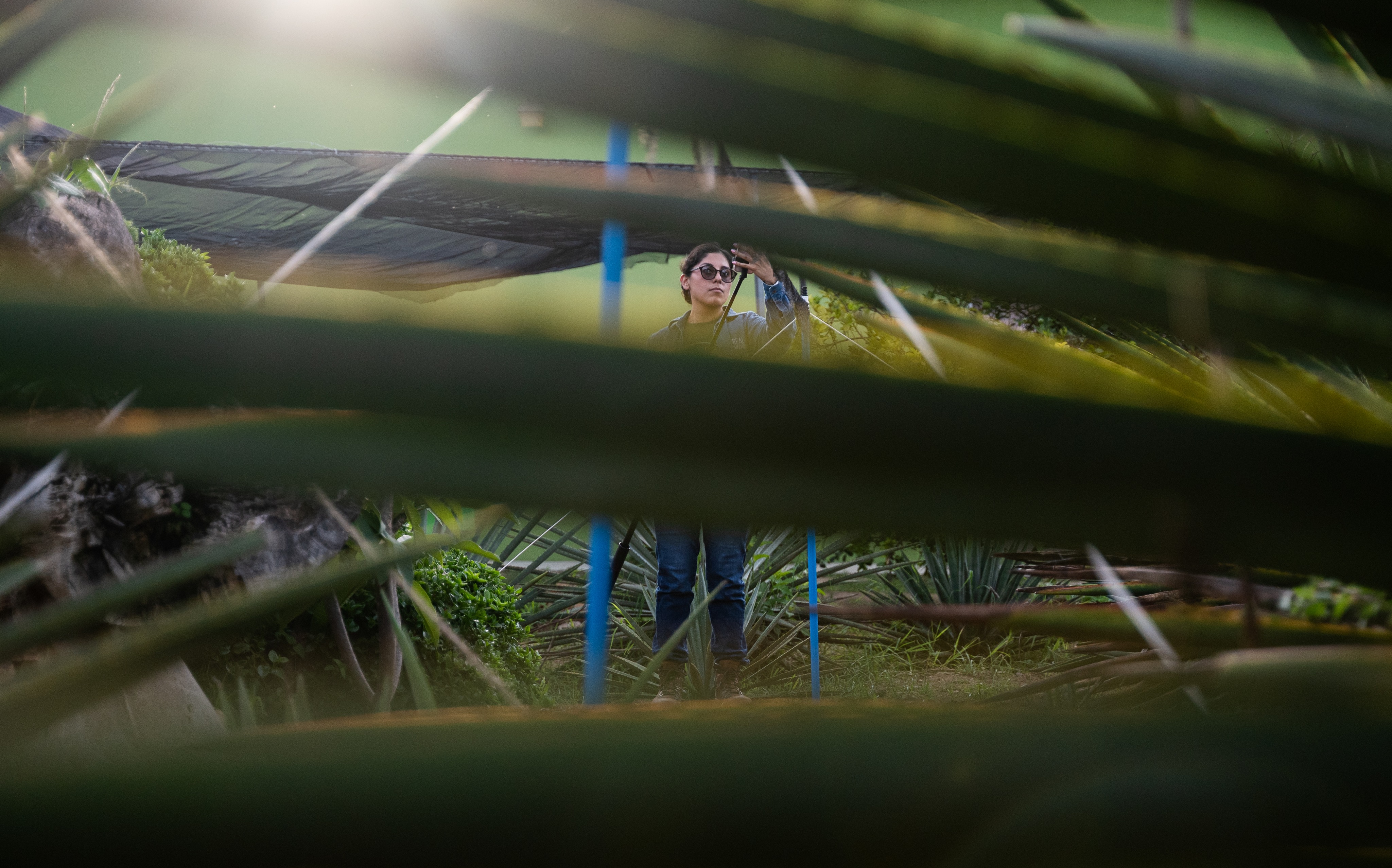 Ximena Angeles from Real Minero working in the plant nursery/ research garden the family have developed to support the study of agave and it's pollinators. Its a fantastic project - check out their events and how to support the work at - @proyectolam
#mezcal #vivero #plantnursery #researchgarden #agave