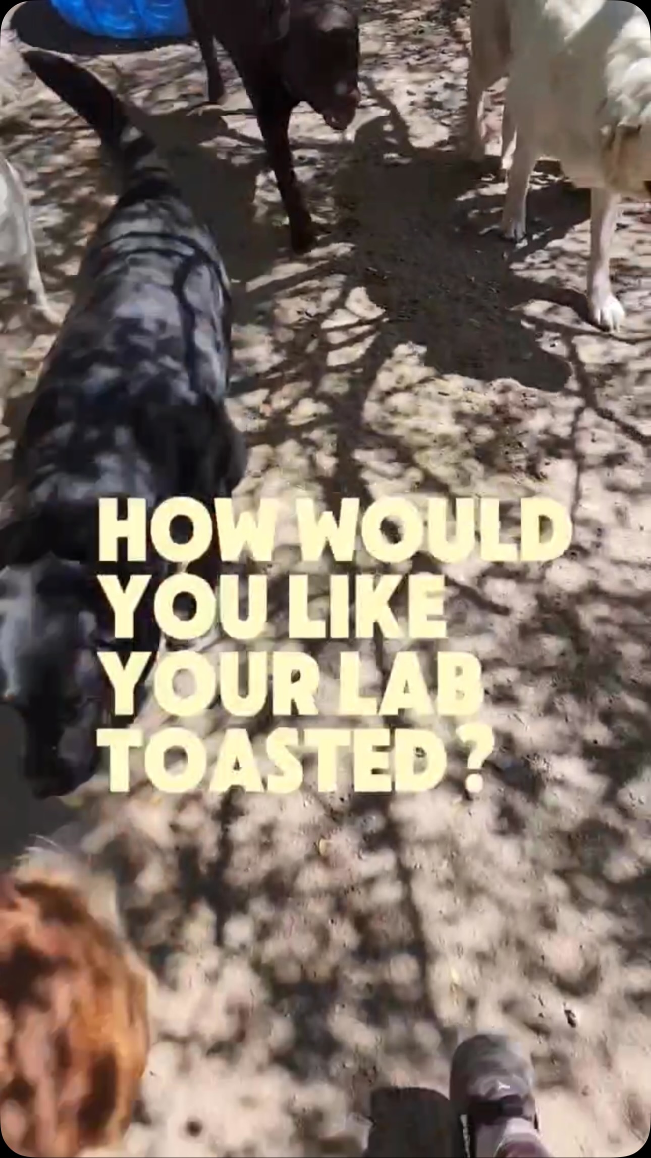 Toast Anyone? 🍞 #ocdogranch #labrador #labradorretrieversofinstagram #labradorsofinstagram #dogsoforangecounty