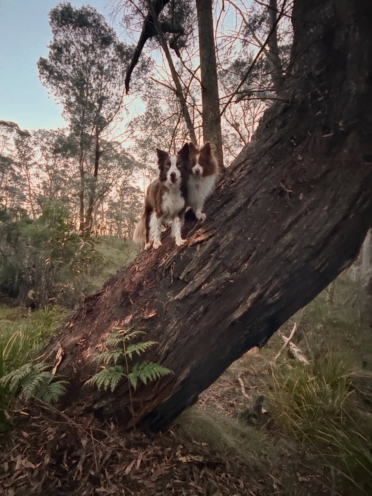 When I taught my own dogs to ‘go place’ I didn’t anticipate that this will be the tone of our walks 😉😁
Place makes a good command for photo snapping
#boardandtrain #dogboarding #obedience #holidayschool