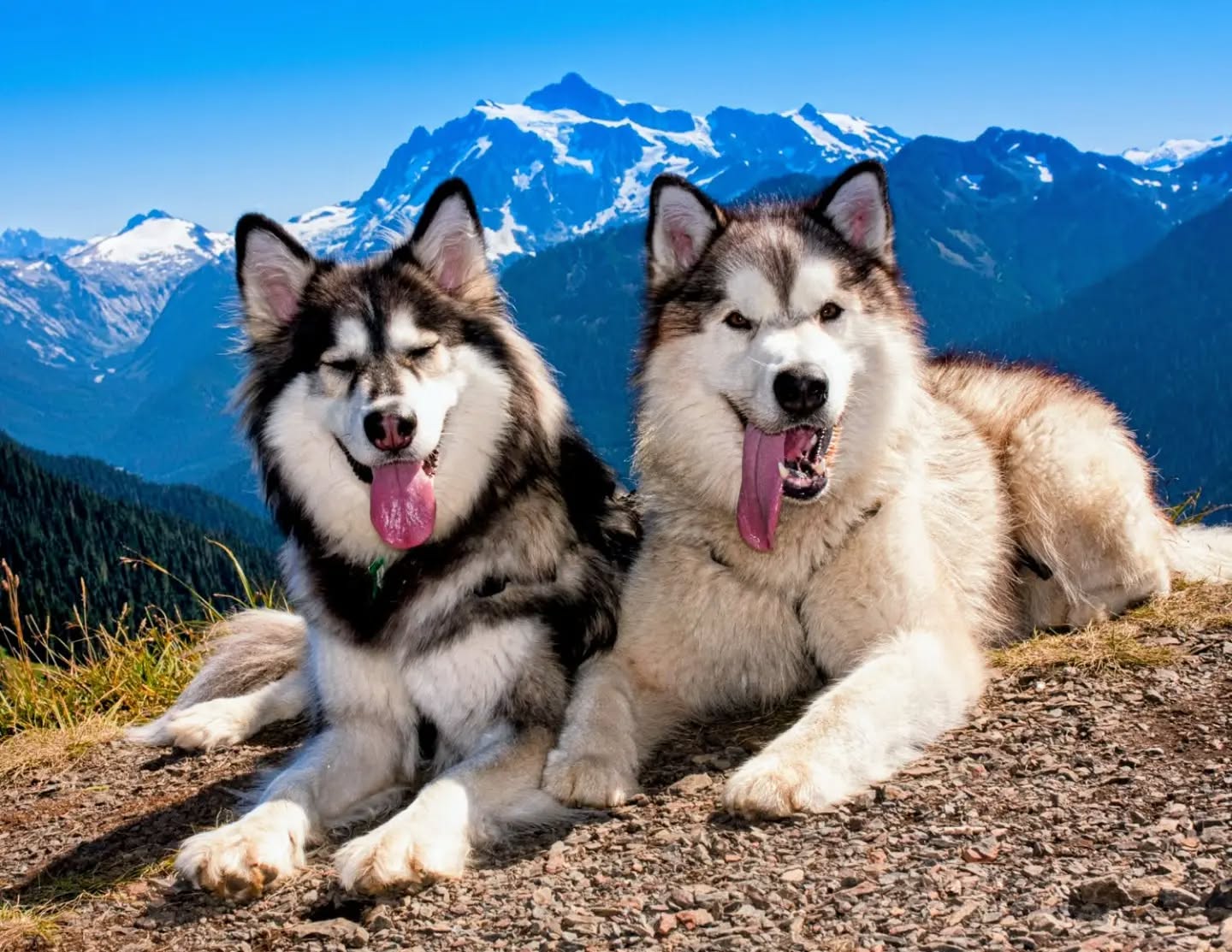 I've probably shared this photo before, but it's one of my favorites of these two beloved pups so it's worth sharing again for #RainbowBridgeRemembranceDay today.
These are my big siblings Shasta (left) and Shuksan (right) with whom I share the space in my pawrents' hearts. Like me, they were fantastic adventure companions and they were most at home in the mountains and in the snow. Their pupsonalities were quite different - Shuksan never met a stranger while Shasta was more aloof - but they complemented each other perfectly.
Shuksan, every day when I "wooo" at our pawrents to get their attention on me instead of each other, momma hears your voice. And Shasta, every day when I make momma chase me around the house to harness me and then stand by the door like "let's go already, why are you so slow" she feels your presence. And every time she sees pictures of the two of you, or tries to put into words how much you both meant to her, she cries and breaks down and the words can't come out. Just know that you are, and forever will be remembered. And so, so very loved.