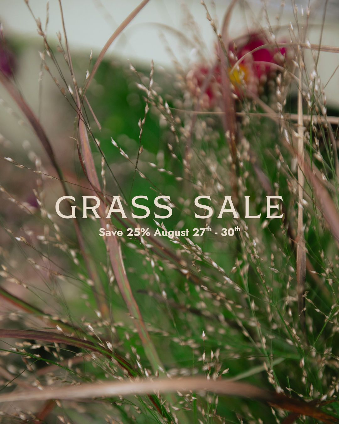 Fall grass sale!! New grasses just hit the shop and they're on sale for a limited time! ⌛ 🌿
Shop grasses 25% off starting tomorrow, August 27th, until Sunday August 30th. Why grasses in the fall? Grasses are low maintenance, often drought tolerant once established, rarely suffer from disease, and provide food and shelter for birds through the winter. Whether you need a thriller for a container or an interesting option for planting, consider utilizing grasses for their texture and color all season!
Come shop in store and find select items online.