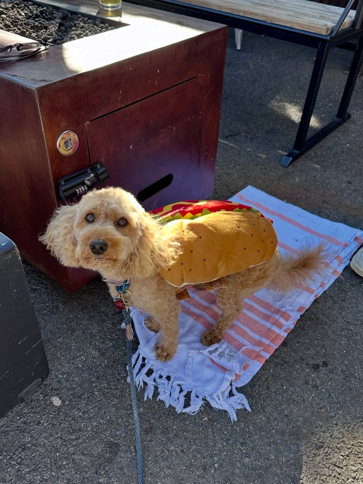 We take National Dog Day very seriously around here 🌭🐾
Treat your pup to a patio day and a pup cup to celebrate — we double dog dare you!