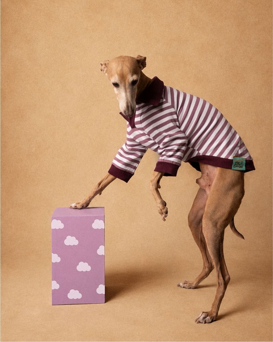 ONE OF THE PICKS.
Tra i capi scelti da Coccolebimbi c’è anche Ettore Polo.
Qui la indossa Parigi, piccolo levriero italiano, che sembra aver capito perfettamente il mood.
Una polo in cotone stretch, fatta per stare addosso ai cani veri: muoversi, correre, rotolarsi e fare un po’ quello che gli pare.
Strisce, dettagli a contrasto e quel piccolo twist Zigzagoo che non ha bisogno di troppe spiegazioni.
Ettore Polo è tra i capi selezionati per la nuova collaborazione Zigzagoo × Coccolebimbi.
La storia di questo incontro è sul nostro Journal.
SCOPRI IL JOURNAL → LINK IN BIO
SCOPRI LA SELEZIONE SU COCCOLEBIMBI.COM