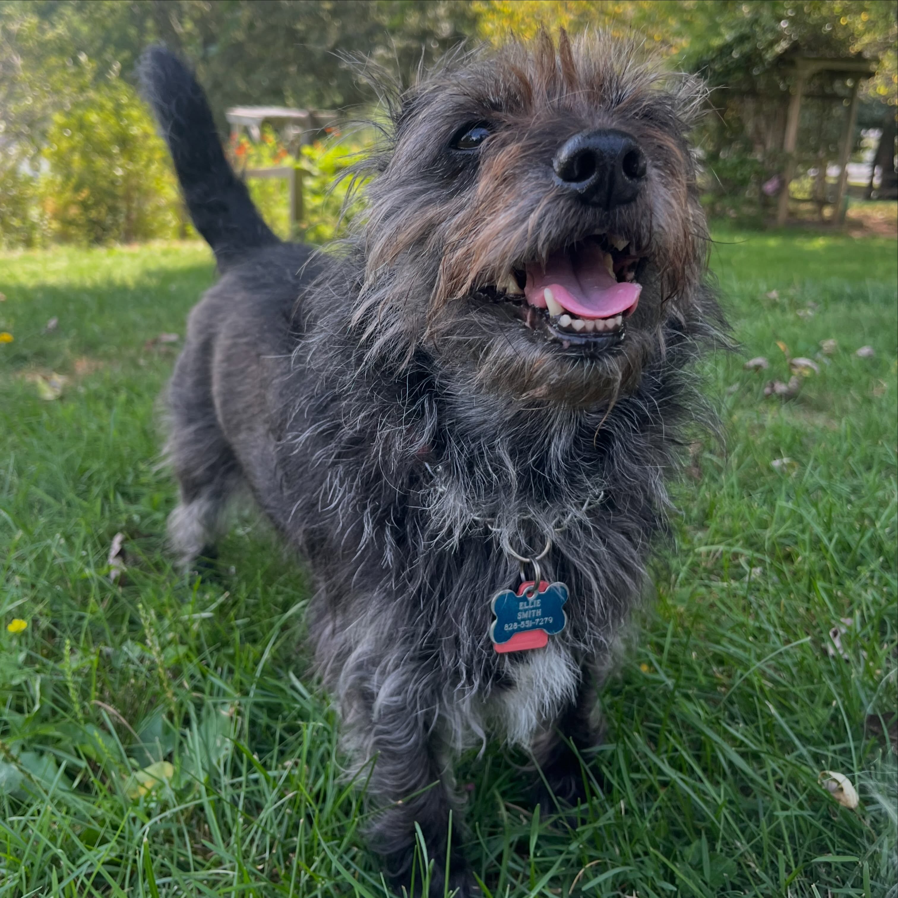 Mid-August summer memories! What a fun, sunny, kissy vacation with….
Ellie, The Summa-time Gang (Tori, Ellie, Otis, Birdie, Luna & Roscoe), Otis, Tori, The Borker Gang (Graham, Roscoe, Tori & Otis), and new best friend, Graham!
We know how to party AND potty AAANNNNDDD pawty. Nobody does it better than these friends!