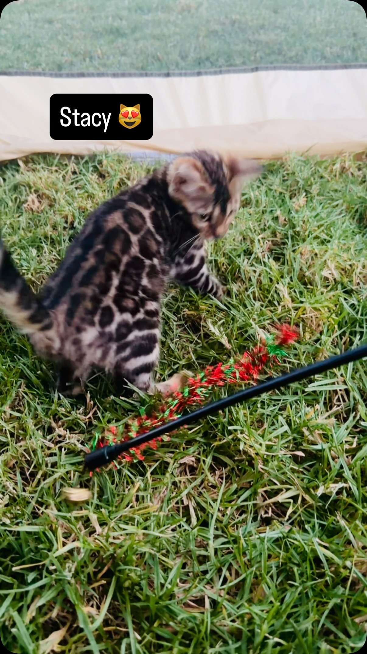 Sweet little girl Stacy 😻 #bengal #kitten #fyp #cat #kitty