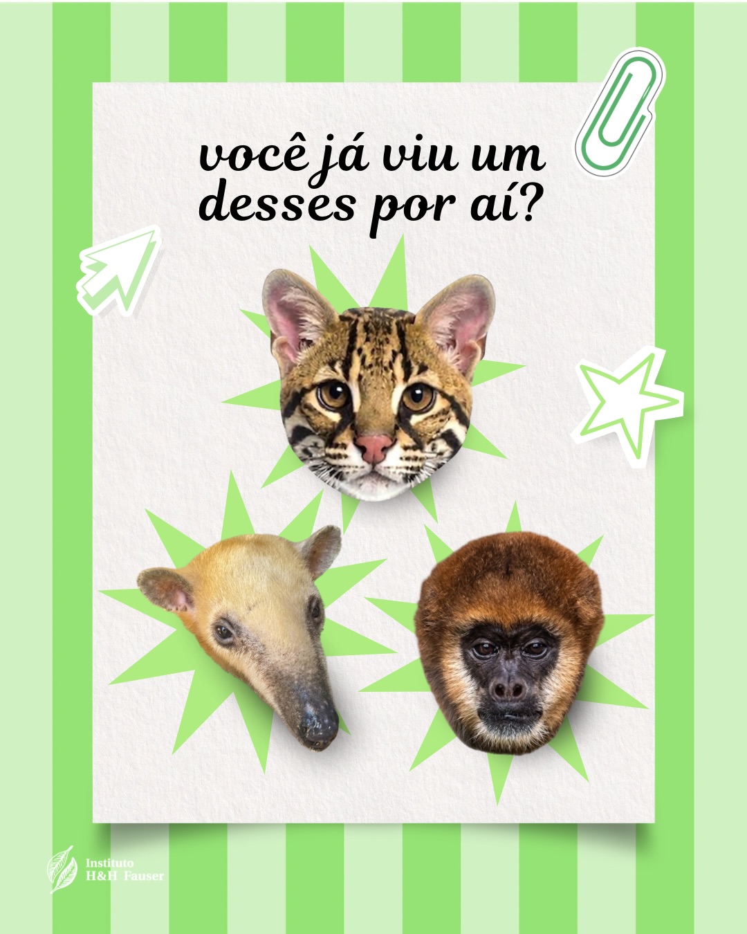 A Mata Atlântica está muito mais perto, e muito mais cheia de vida, do que a gente imagina. 🐾
Muriqui-do-sul, jaguatirica e tamanduá-mirim são algumas das espécies que fazem parte desse território e que podem estar por aí, entre as árvores, trilhas e áreas de mata.
Mas queremos saber de você: qual desses você já viu? Conta nos comentários! 👀
#ihhf #mataatlantica #fauna #valedoparaiba #biodiversidade