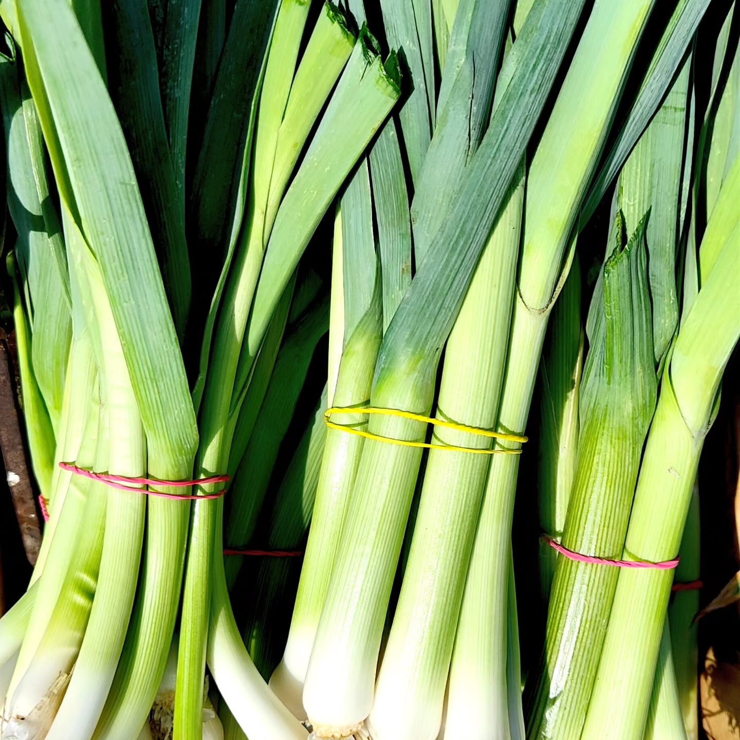 Despite the ongoing lack of rain, we are managing to keep the supply up of our chemical free veg. Recent arrivals include Florence fennel and baby leeks.
All picked fresh and sold at Llanfyllin Spar and Derwen Farm Shop.
For those of you with CSA garlic subscriptions, we are currently sending these out, and will be doing this over the next few weeks.
Thanks all
Much love, Pili-Pala x