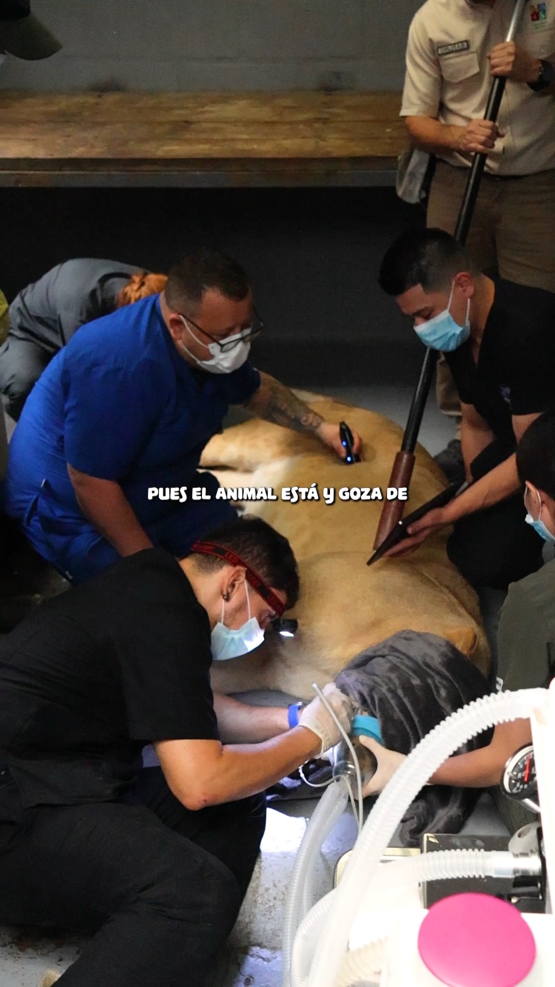 Vidas que cuidan vidas. 💚
Cada día, nuestro equipo trabaja para cuidar el bienestar de cada una de las vidas que habitan en el Zoo. Ese compromiso también nos inspira a crear espacios para que las personas puedan acercarse a la naturaleza, compartir y reconectarse con la vida. Por eso, este sábado 29 de agosto los esperamos para vivir un día especial en el Zoo, con un Combo Especial pensado para disfrutar juntos. 🐾✨
#cali #zoológicodecali #niños #planfamiliar