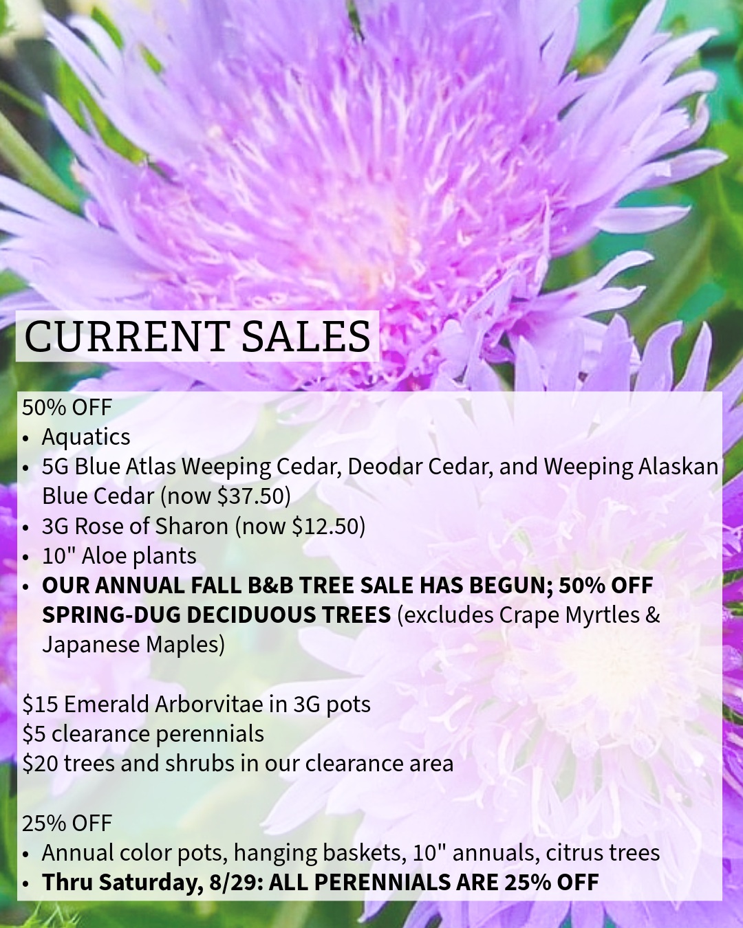 THIS WEEK, PERENNIALS ARE 25% OFF!🌸🎉
This is one of our most loved sales- repost and share with your friends!