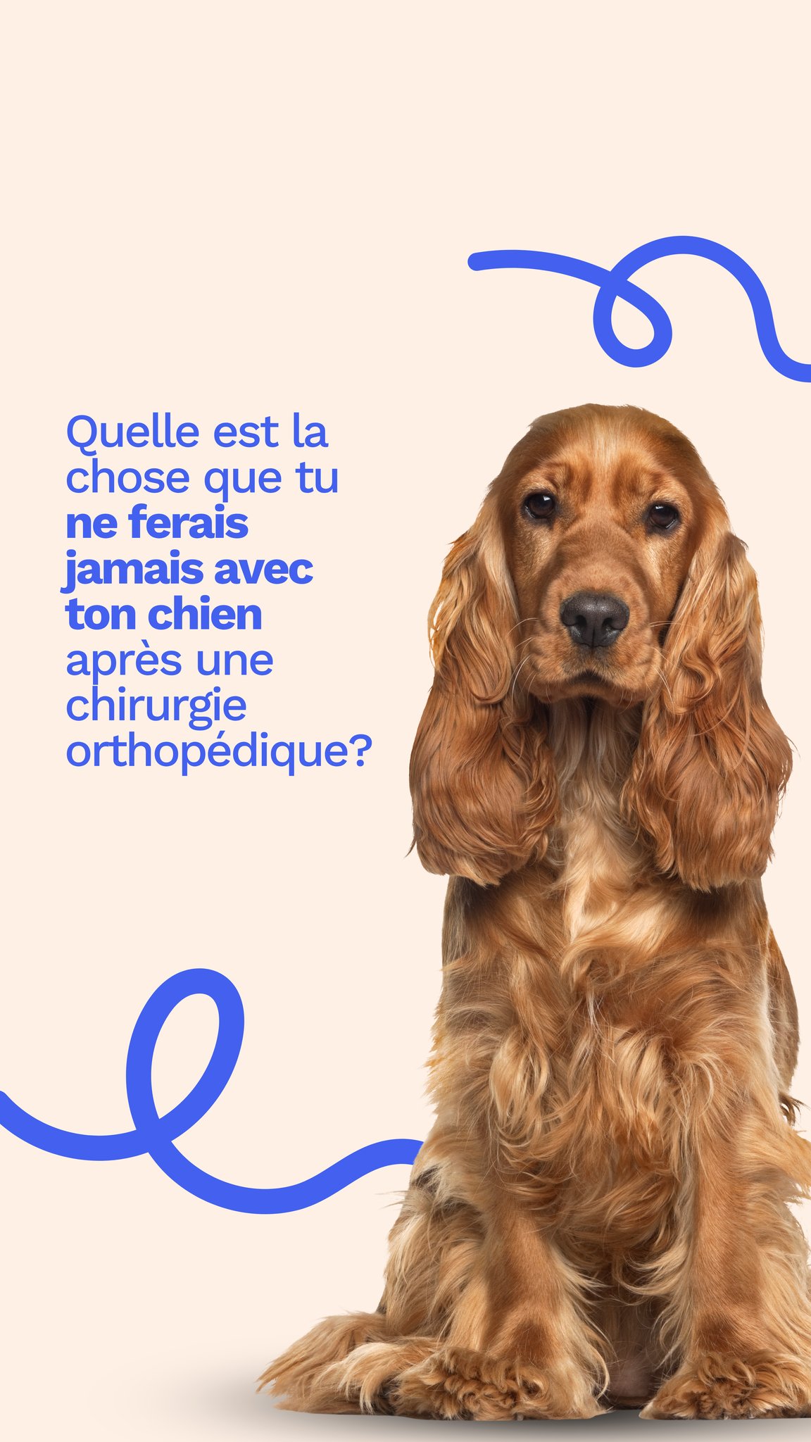 C’est la Journée internationale du chien! 🐶
On en profite pour demander à notre équipe: quelle est la chose que tu ne ferais jamais avec ton chien après une chirurgie orthopédique? ✂️
Pour lire notre dernier article de blog sur le sujet, consultez la section "Nos conseils" via le lien dans notre biographie!