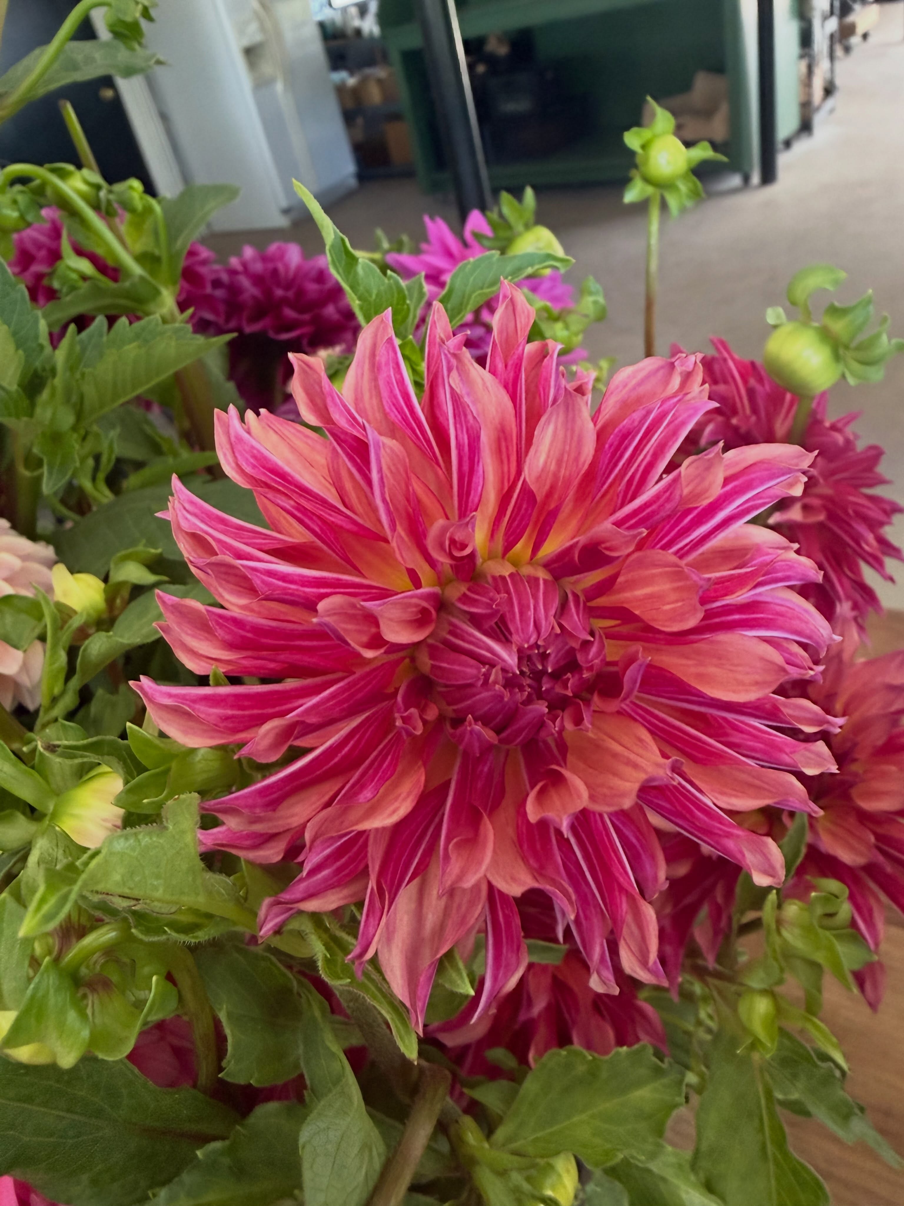 It’s that time of year again! Our dahlias are here, and we can’t wait to share them. Pop by the studio today and grab a few at an “early season” price. $2/stem, while supplies last. 1911 Ridge Rd, Highland Park. GRAVEL driveway, inside the studio. Enjoy! #dahlias #flowerfarm #supportlocal #shoplocal #highlandpark