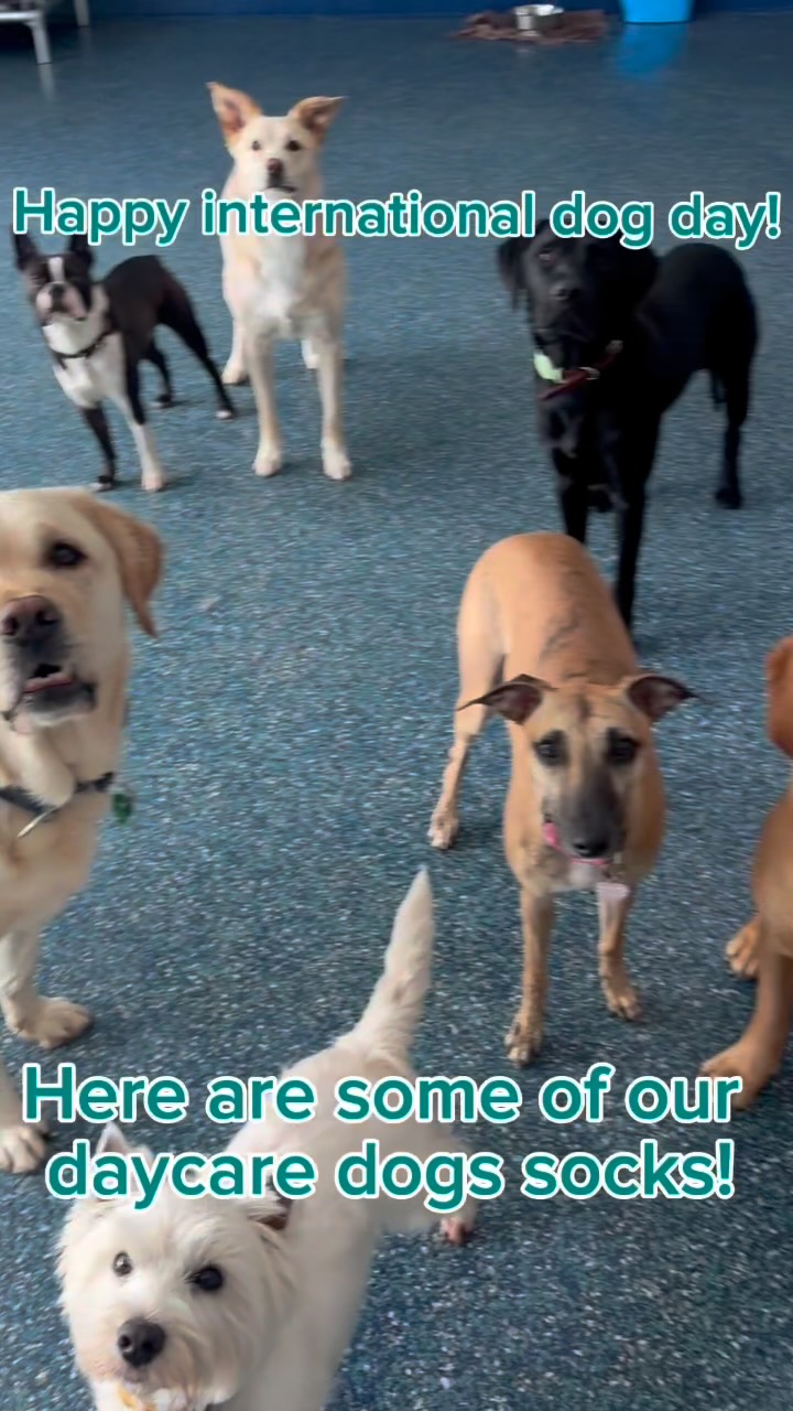 HAPPY INTERNATIONAL DOG DAY 🐶🐾
-
Check out some of our daycare dogs that wear socks 🧦
-
Comment if your dog sports some fancy socks too
-
#doggydaycare #dog #daycare #puppy #internationaldogday
