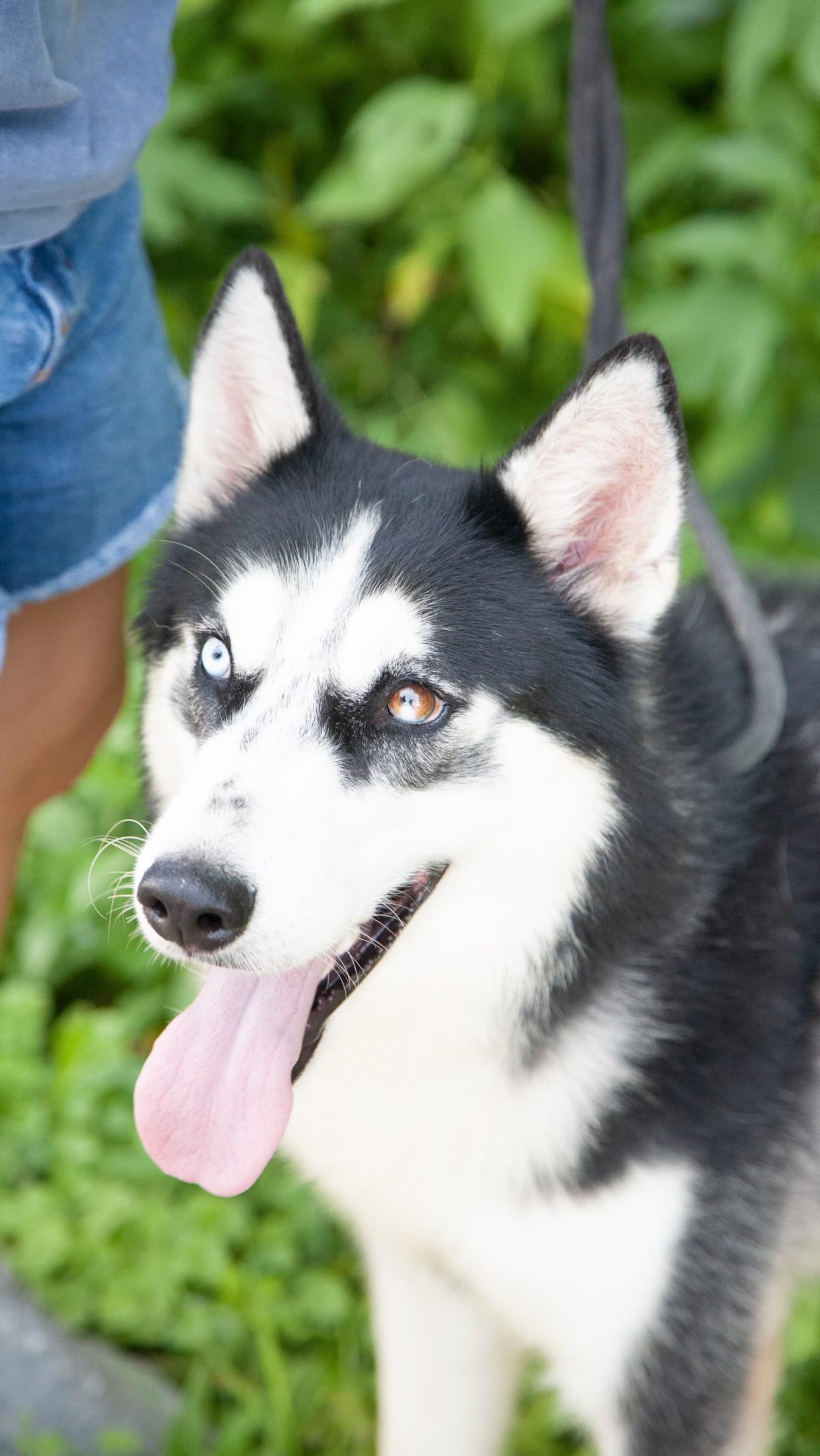 **Hawkins needs a medical foster for the next 6–8 weeks.** 💙
Hawkins is a 2-year-old Husky who came to us from a rural pound and quickly stole everyone’s heart. He is incredibly sweet, people-friendly, dog-friendly, and absolutely loves being part of the action.
Shortly after arriving in foster, we noticed he was limping. Our vet discovered a **torn cruciate ligament**, and Hawkins has already had surgery to repair it.
Now, his biggest job is to rest.
For the next several weeks, Hawkins needs strict crate rest and very limited activity—just short, leashed potty breaks and then back inside to recover. The problem is that his current foster trains dogs for a living, and every time another dog passes by, Hawkins gets excited and wants to join in.
He needs a quieter foster home where he can actually relax and heal.
Ideally, his medical foster will be home most of the time, not live in an apartment since Hawkins can be vocal when left alone, and either have no other dogs or be able to keep him completely separate from them during recovery. RARE will provide his supplies, medication, veterinary care, and everything else he needs.
This is a temporary commitment. Once Hawkins is healed, he can return to his current foster if he hasn’t already found his forever home.
He just needs someone willing to give him a calm place to recover.
Please reach out if you can help Hawkins heal. 💙
#fosteringsaveslives #adoptdontshop #nashville #dogsofinstagram #fyp