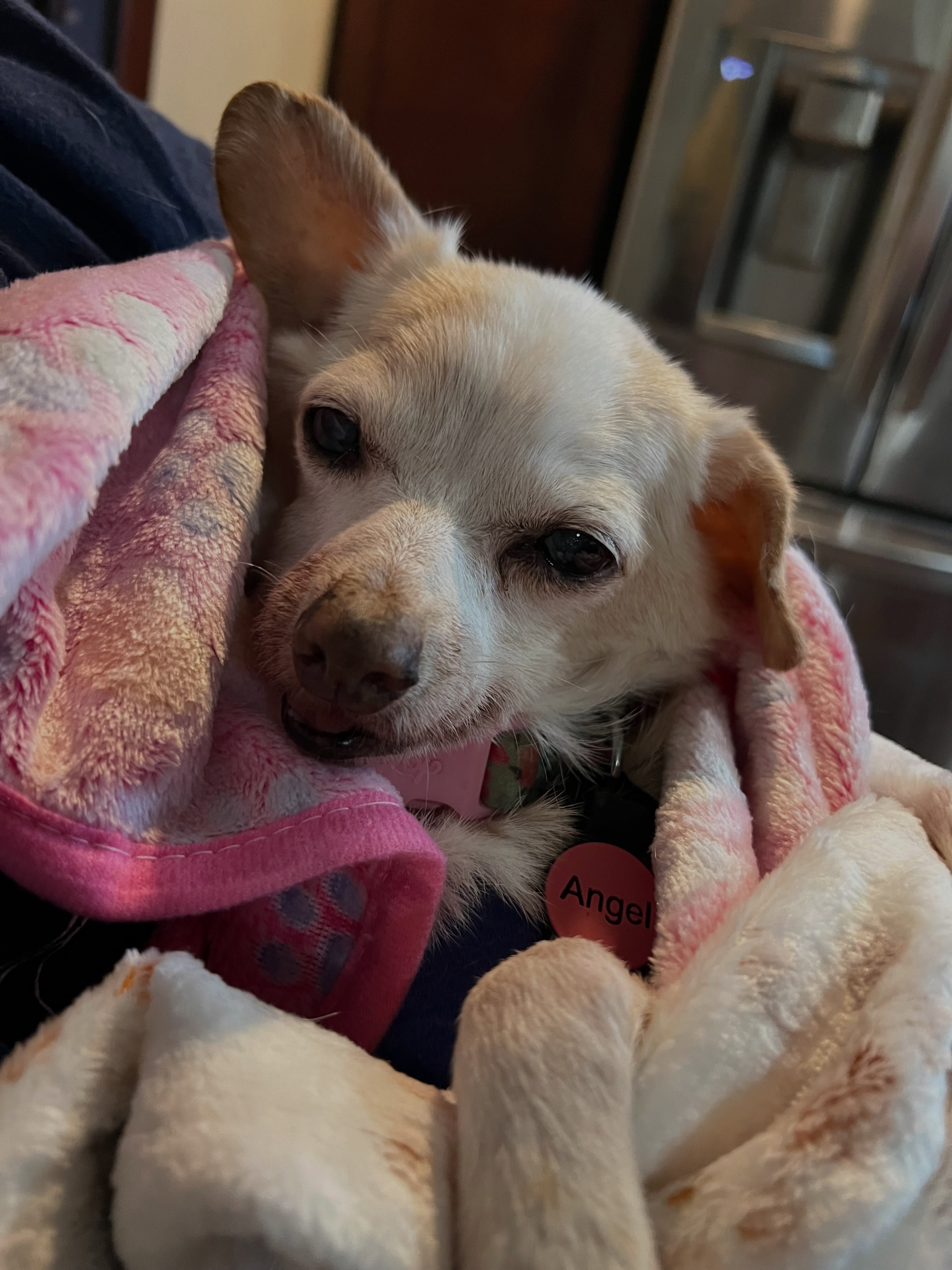 Snuggles for this girl, she’s still trying so so am I 😢❤️ #kidneydisease #seniordog #seniordogrescue #pleasedonateifyoucan