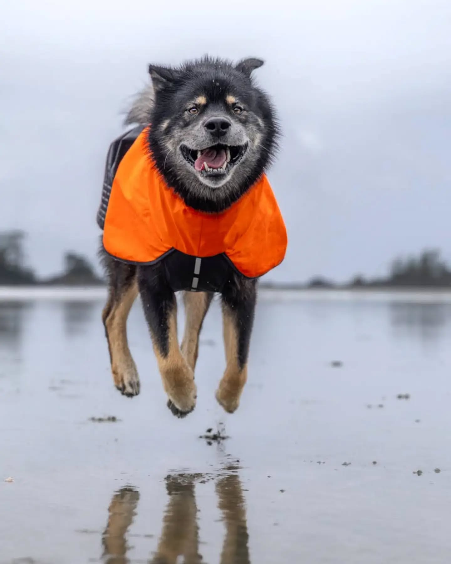 I know it's been awhile but I couldn't let #NationalDogDay pass without a post to remind everyone that in fact *every* day is dog day!
Hopefully Mom will be posting me more now that her show season is ending... She's got lots of cute pics of me to sort through! Be patient with us as we try to get caught up!