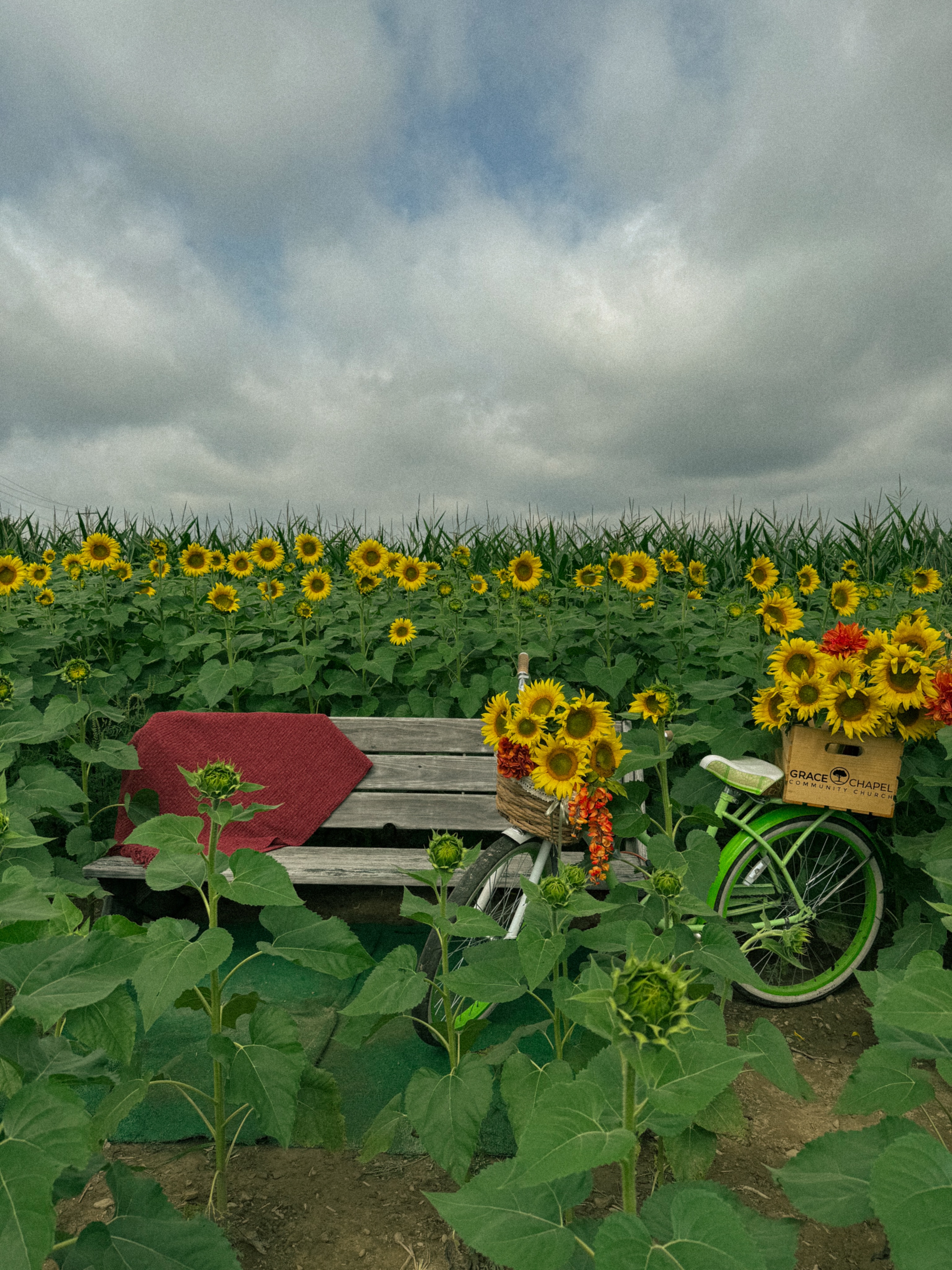 Come take photos in our sunflower field! 🌻 Don’t forget to tag us if you post on Facebook or Instagram! We can’t wait to see your beautiful photos!💛 #sunflower #hermitagepa