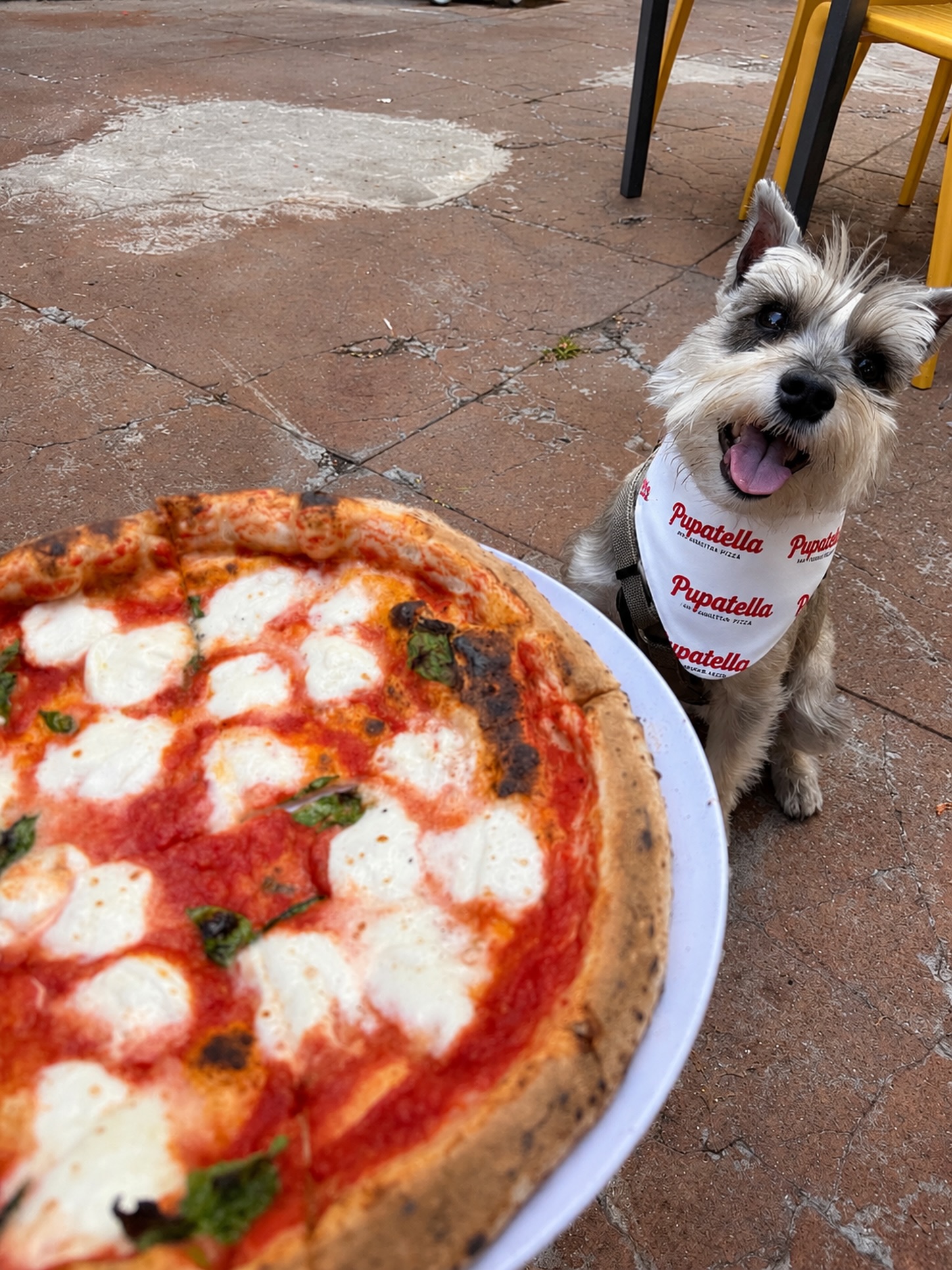 Happy National Dog Day! Join us tonight for Happy Hour on the patio in honor of our favorite furry Friends! 🐶
And, don’t forget to snap a pic for the PUPatella Photo Contest.
Tag us in a picture of your pup with something from Pupatella and one winner will receive a $250 Pupatella Gift Card!