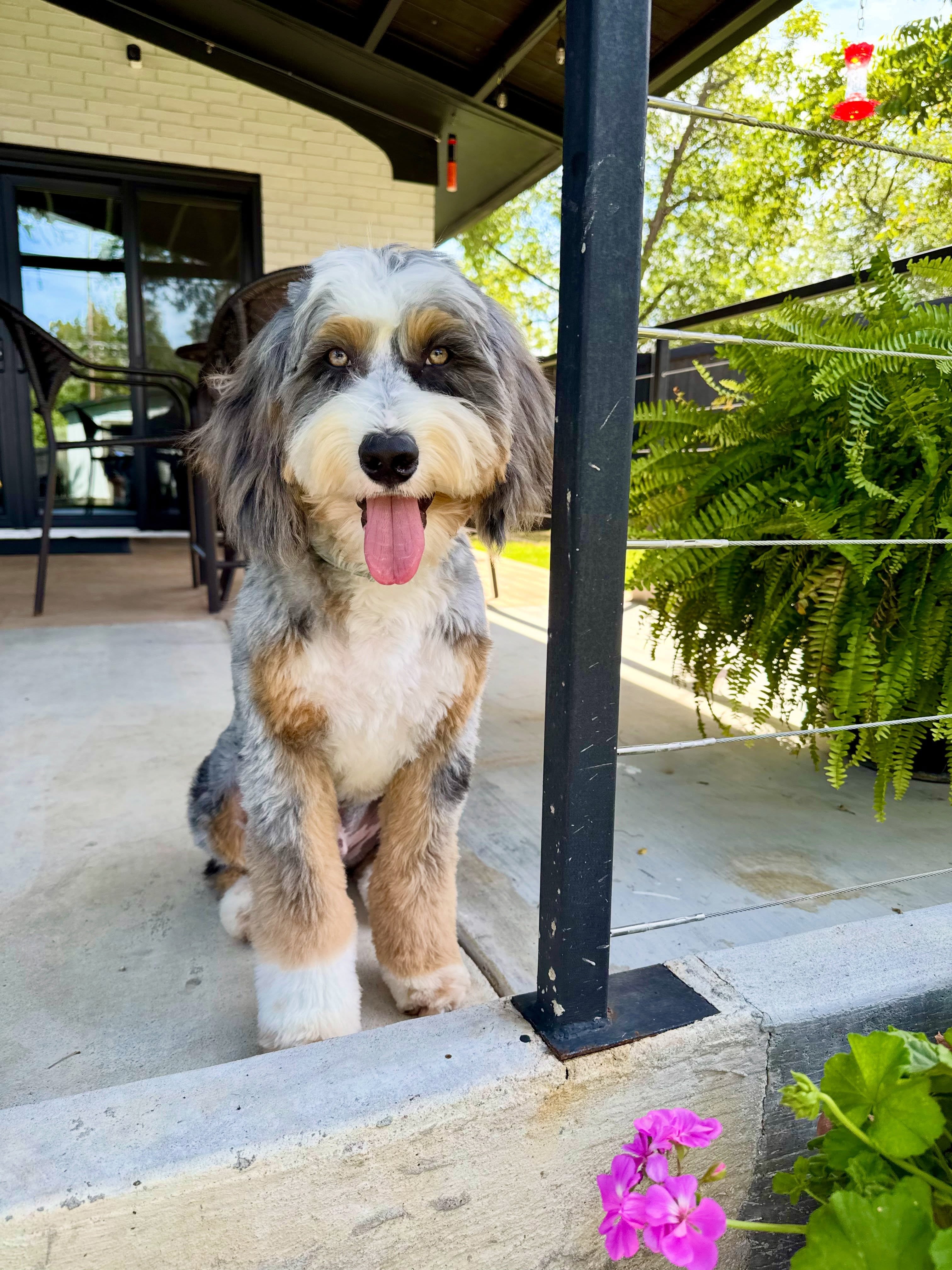 Scout wanted to show off his big boy haircut 🩵🫶🏼