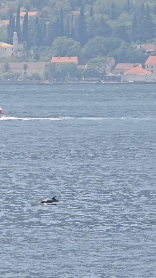 ⚜️ I'm sitting on my balcony in the morning with my coffee and suddenly I see 2 dolphins swimming in the water 😸🩵🐬