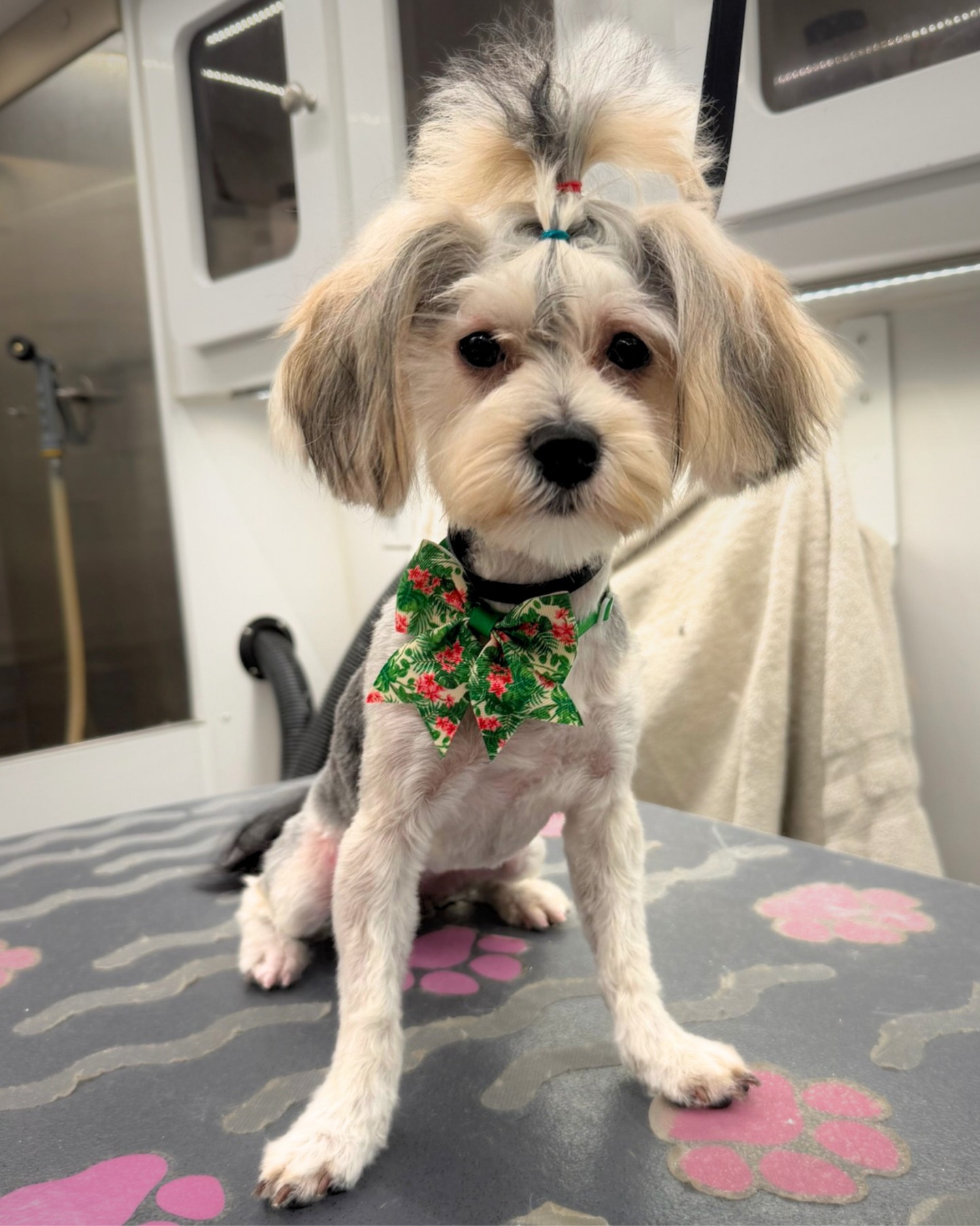 The bow tie says polished. The topknot says party. 🎀🐾
Freshly groomed, perfectly accessorized, and clearly prepared to be admired from every angle.
#BYOPGroomingNY #StatenIslandDogs #DogGrooming #SmallDogGrooming #FreshGroom