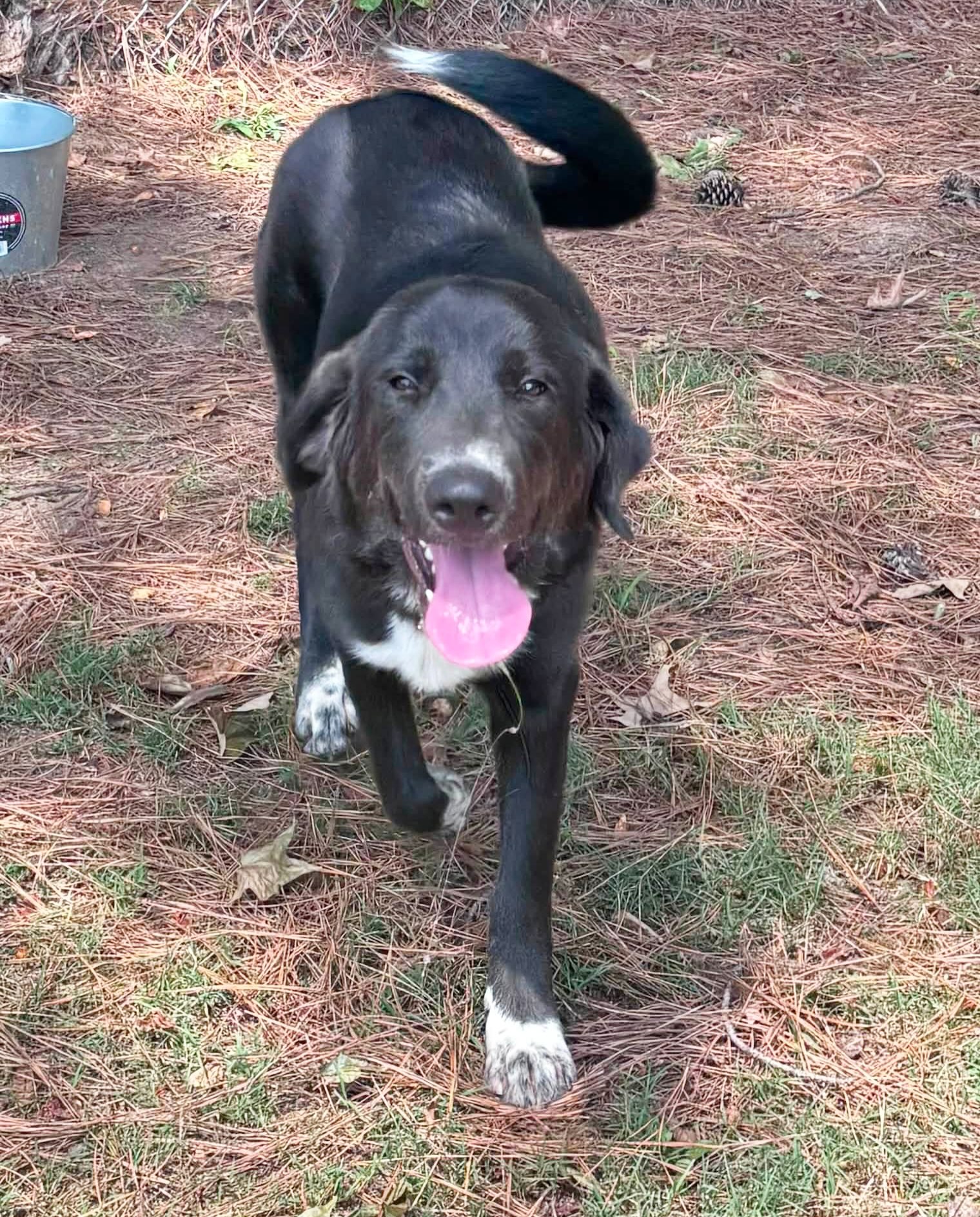 This beautiful girl is Daisie! You will have to meet her in person, since pics don’t even do her justice. 🥰
Daisie is listed as a 9-month old Collie mix. She’s shy but super affectionate and loving. She’s definitely got that sweet puppy-ness about her.
Meet Daisie at 4500 Kramer Street, Tues-Sat., 10:30-5. No appointment needed. 📅
Her spay, shots, microchip, and heartworm test are all included in her $90 adoption fee!