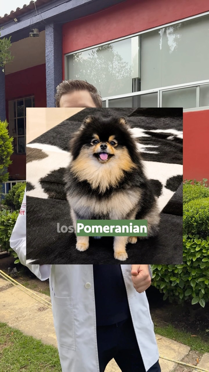 Tu mascota camina “chistoso” o da pequeños brincos? 🐶🦴
Podría ser una señal de luxación patelar, una condición ortopédica que puede presentarse con mayor frecuencia en razas pequeñas.
Algunos pacientes pueden presentar formas particulares de caminar, como:
🐾 Caminata de cangrejo: con las patitas hacia dentro.
🐾 Caminata de Charrito: con las patitas hacia fuera.
Aunque parezcan una simple forma de caminar, estos cambios pueden estar relacionados con un problema ortopédico.
Si notas alguno de estos signos en tu mascota, una valoración por ortopedia veterinaria especializada puede ayudar a identificar la causa.
📲 55 5415 4278
#luxaciónpatelar #ortopediaveterinaria #saludcanina #perros #hospitalveterinario