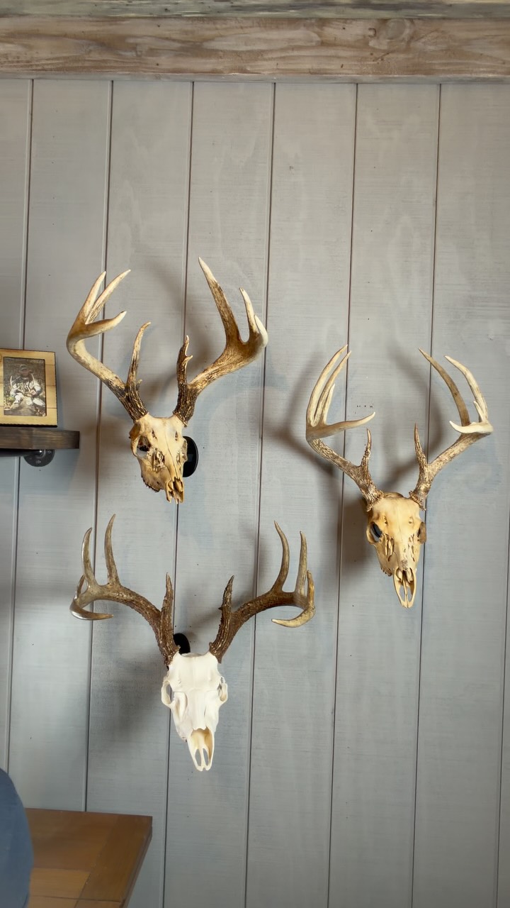 What makes our UX1 and UX1 Mini system(s) so unique for euro skull mounts…and so AWESOME! Here are just a few quick reasons why we believe they are the best options in the game. As always, we appreciate all you guys and gals and all of your business and support!
.
.
.
#uroadx #euromount #europeanmount #euroskull #taxidermy