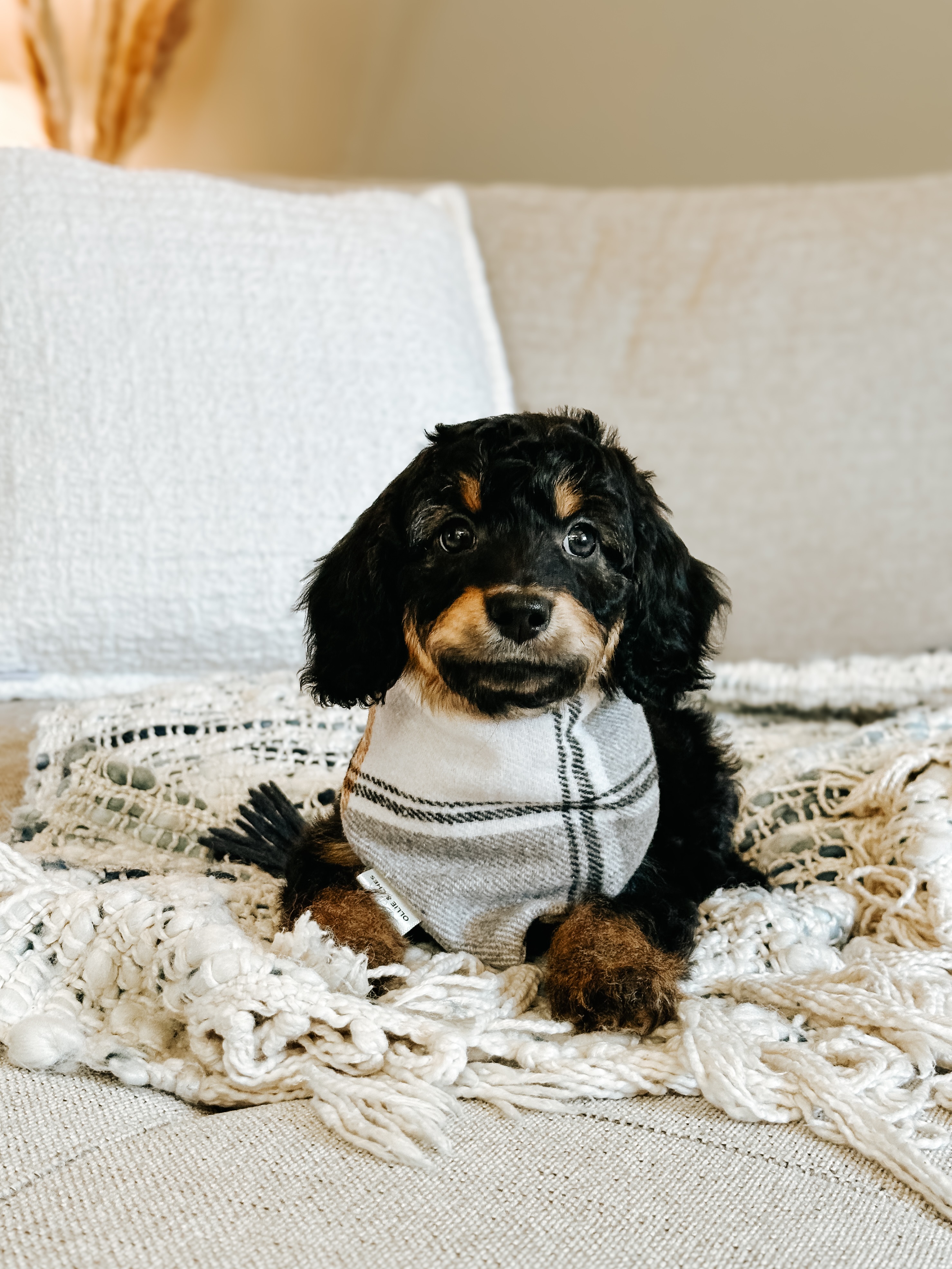 Guess what day it is…💭
PUPPY SELECTION DAY 🥳
Today these pups families will finally get to choose who they’re welcoming home in under 2 weeks! So exciting!!
We love something different about each of them 💕 (in order of photos ➡️)
Nori is gentle & her eyes are so imploring.
Haven gives the best snuggles!
Skipper is such a happy & playful dood.
Isla is very engaging & bright (always ready to “wave” 🤭)
Jetty is so earnest, silly and ready for fun.
Pearl is such an affectionate & curious girl.
Misty loves life and is so people oriented.
Who would you choose? ✨🐾
••••••••••••
🏡 Homing: September 5th
🐾 Double Doodles (Mini)
🇨🇦 Calgary, Alberta
💌 Learn more about our process + pups at RockyLegendDoodles.com