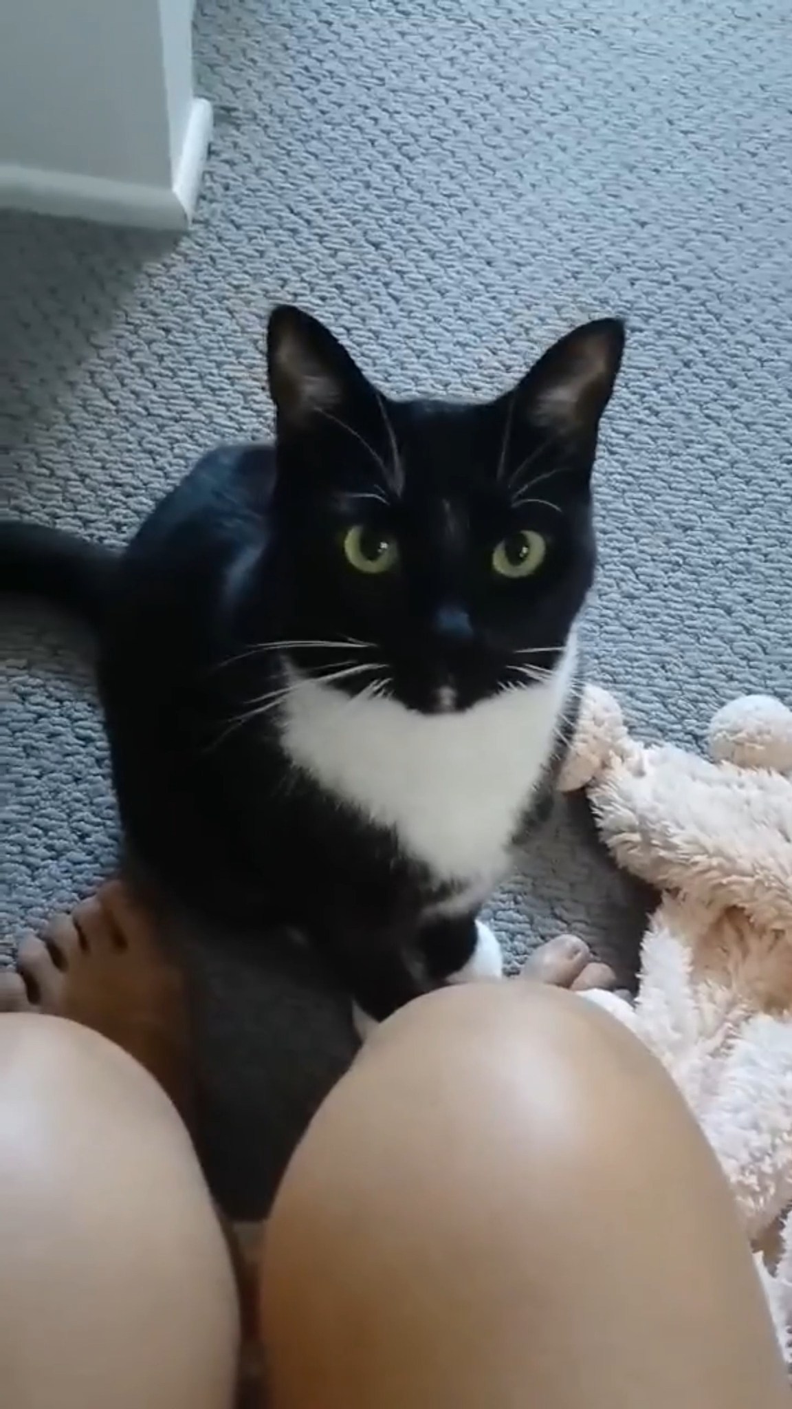 Some of us don't know what we want in life.
Not Sao. Sao wants pats.
Thankfully he's very polite in his asking.
Sao has been ever-patiently waiting for a home of his own. Could it be with you? Send us a message to meet Sao 💙
BIN: 0000510317158