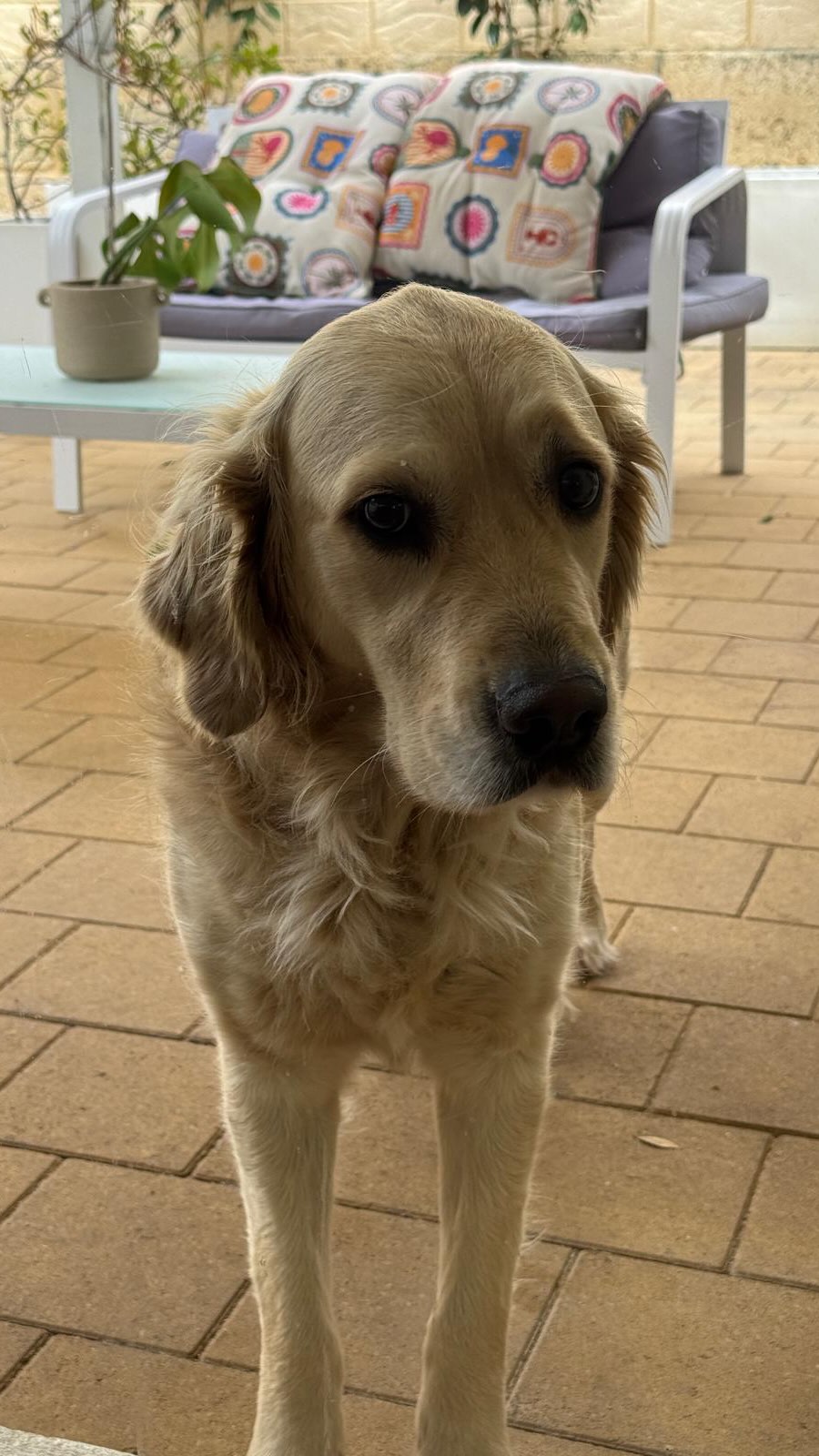 What’s one of my favourite things about inspections? - getting to visit all the furry tenants!!
What’s one of my worst things about tenants vacating? - saying goodbye to all the furry tenants! Well those that didn’t scratch or bite me 😂
#furrytenants #perthpropertymanagement #alwaystaketreats #dayinthelifeofapm