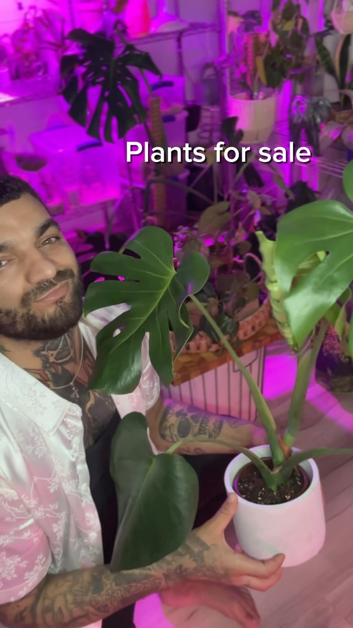 Pick up is at my tattoo shop in Davenport iowa
#Plants #plantpeople #plantsplantsplants #fyp