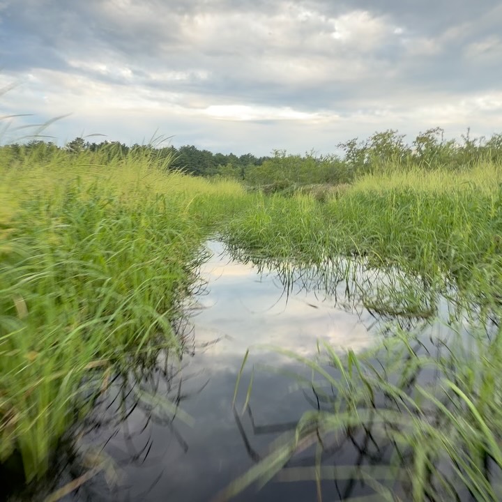 Deep in the bayous of Massachusetts