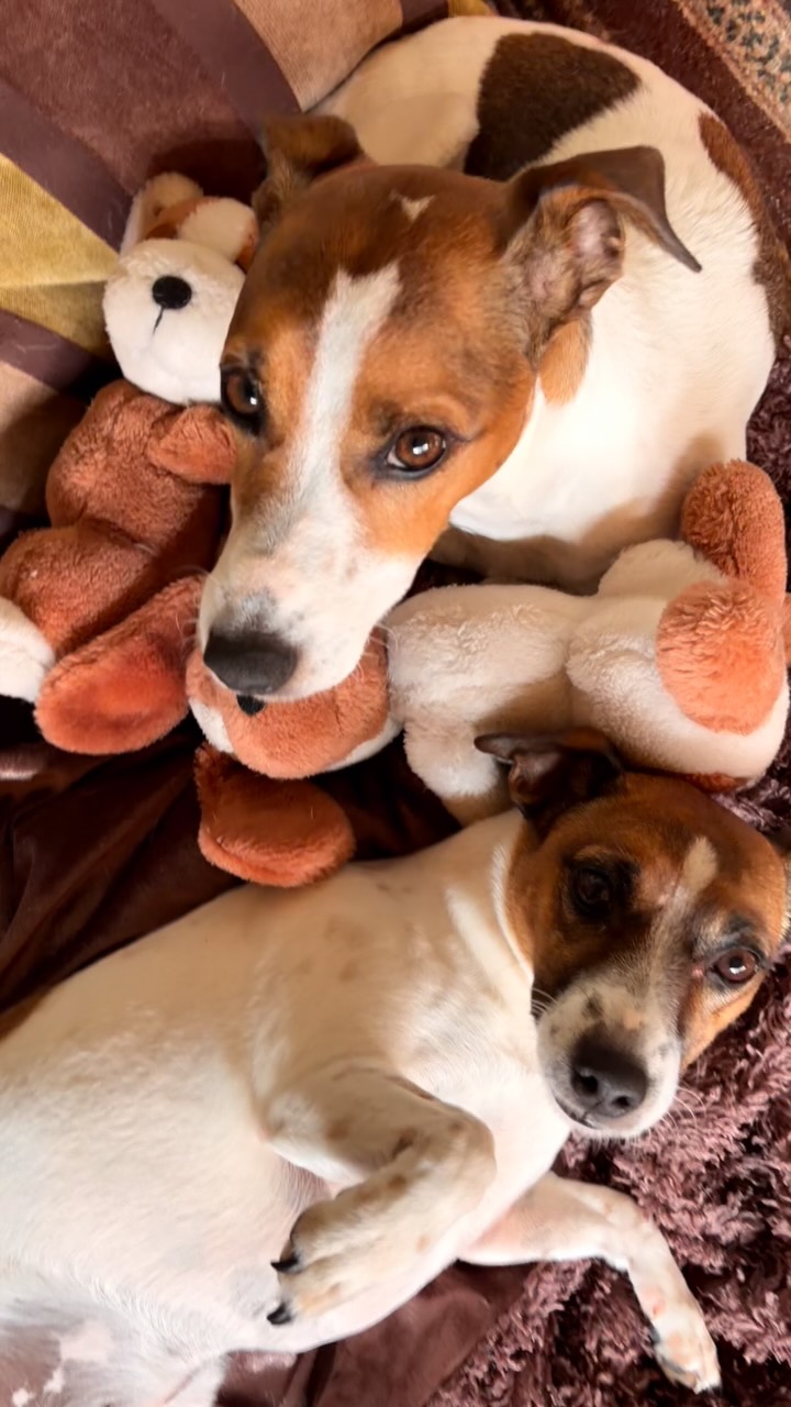 Life with dogs IS THE BEST! Fig and Pickle bring constant joy. #happyinternationaldogday