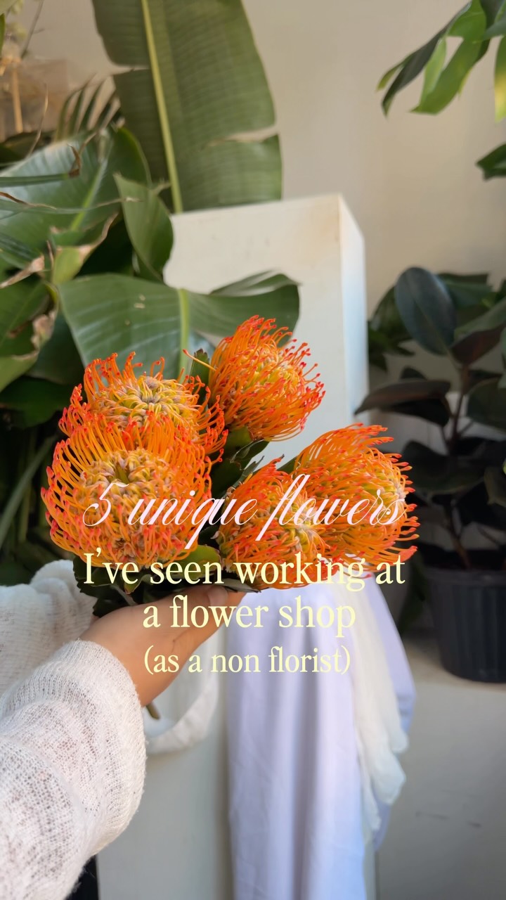5 unique flowers I’ve seen at my flower shop, Luxluf, as the non-florist!!
🧡Orange Pincushion — a South African native with a texture that looks more like coral than a typical bloom.
🐈Typha (Cattail) — most people don’t realize this wetland plant counts as a flower at all and secretly I call them a corn dog!
🌸Eremurus (Foxtail Lily) — a tall, dramatic spike bloom that instantly changes the scale of any arrangement.
🤍Perfect Alba — a floscule flower, meaning its “petals” are actually made up of tiny clustered florets rather than one single bloom.
Gloriosa Lily — a favorite subject among botanical painters for its flame-like, curling petals and striking silhouette.
Which one surprised you the most? Let me know in the comments!!
If you like unique flower arrangement with flowers like those, come to Luxluf for luxury arrangement.
📍890 1st ave, NYC
#nycflorist #uniqueflowers #nycflowers #rareflowers #botanicalflowers