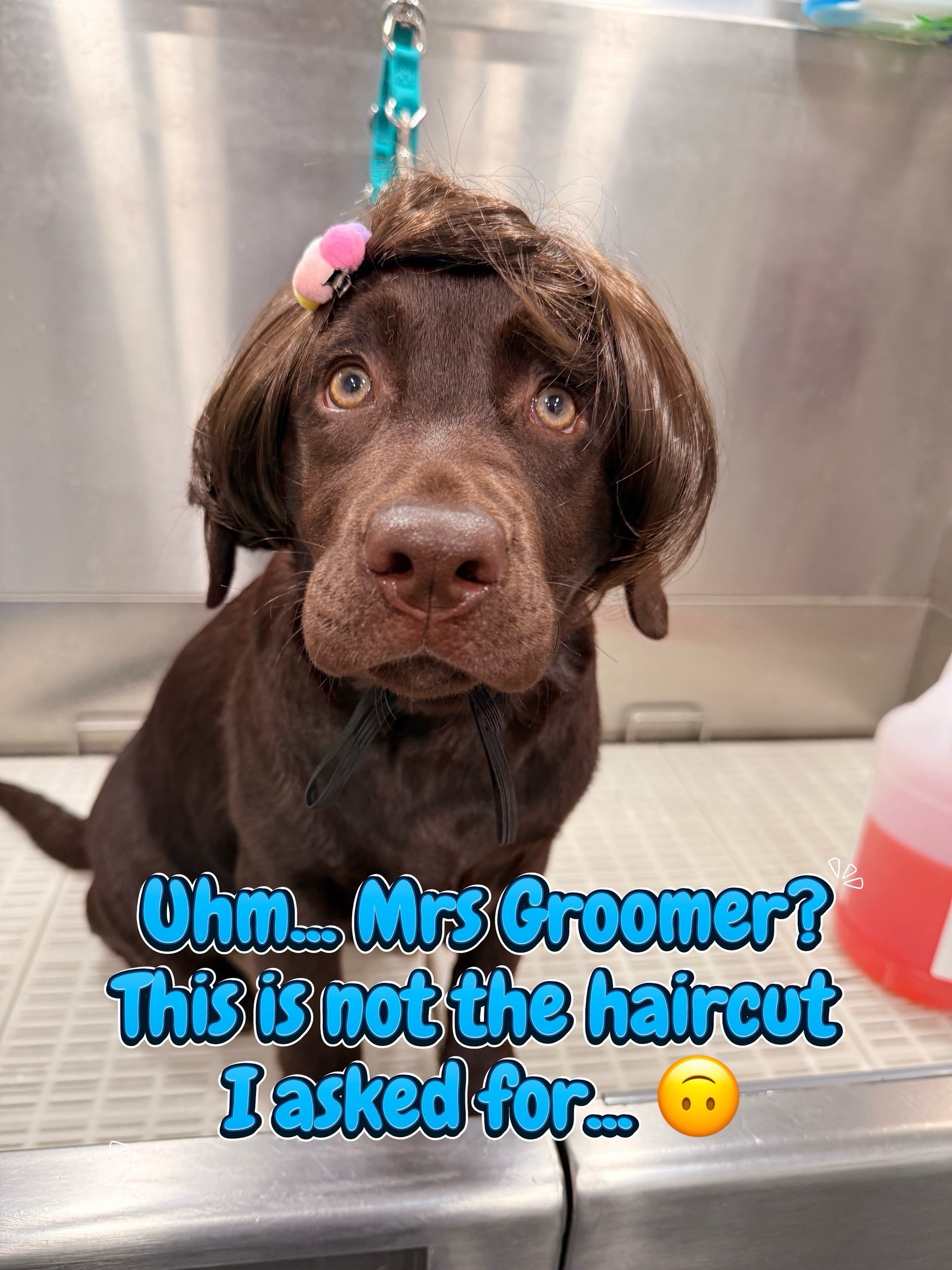 Oh you didn't, buddy? Oops! Sorry! I really thought that this was the hairstyle you were going for 🤪🤣 #cutepets #funnypets #doggrooming #doggroomer #dogsoftiktok