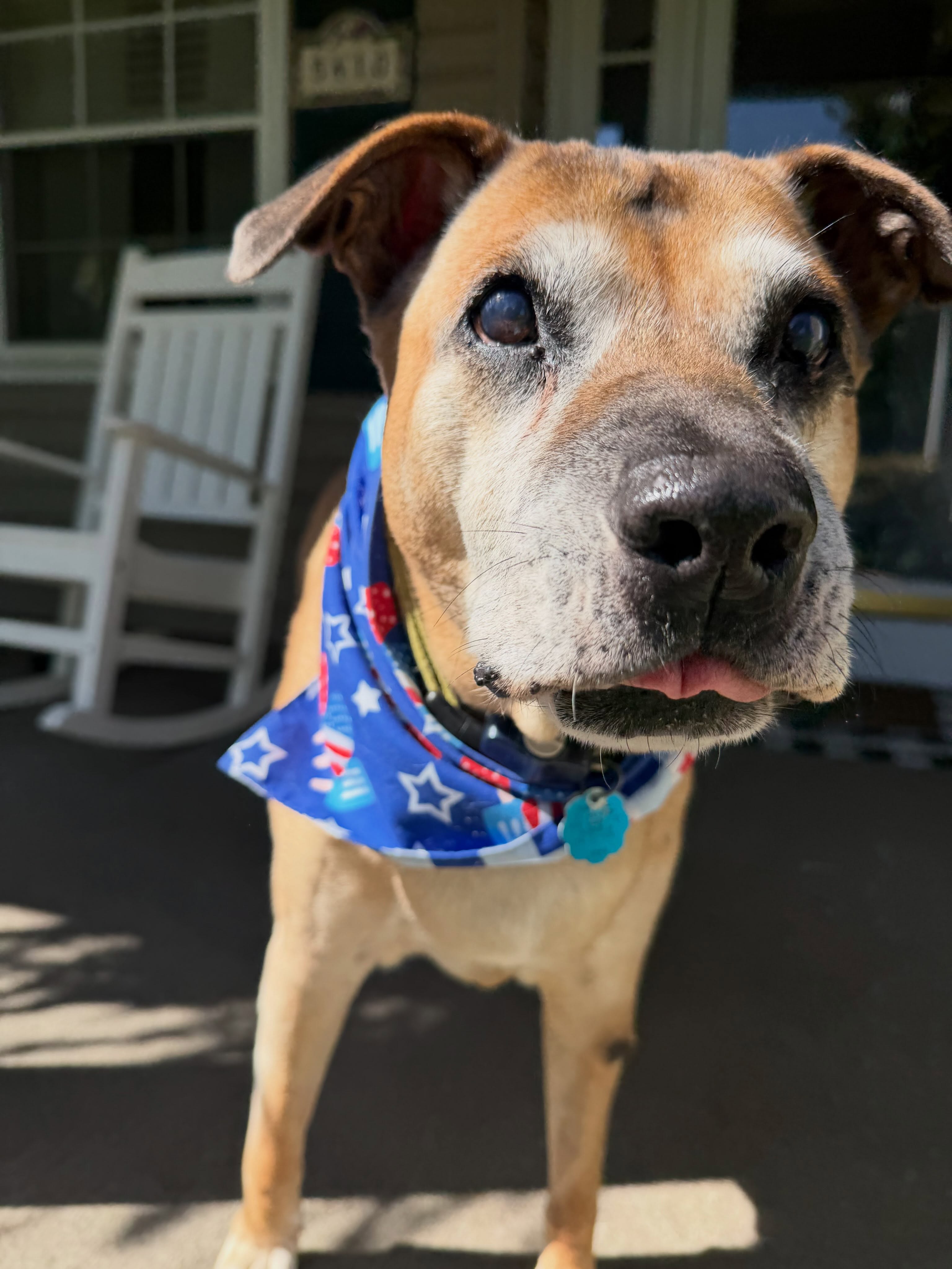 The tiniest hint of #TongueOutTuesday from Lucky. 👅