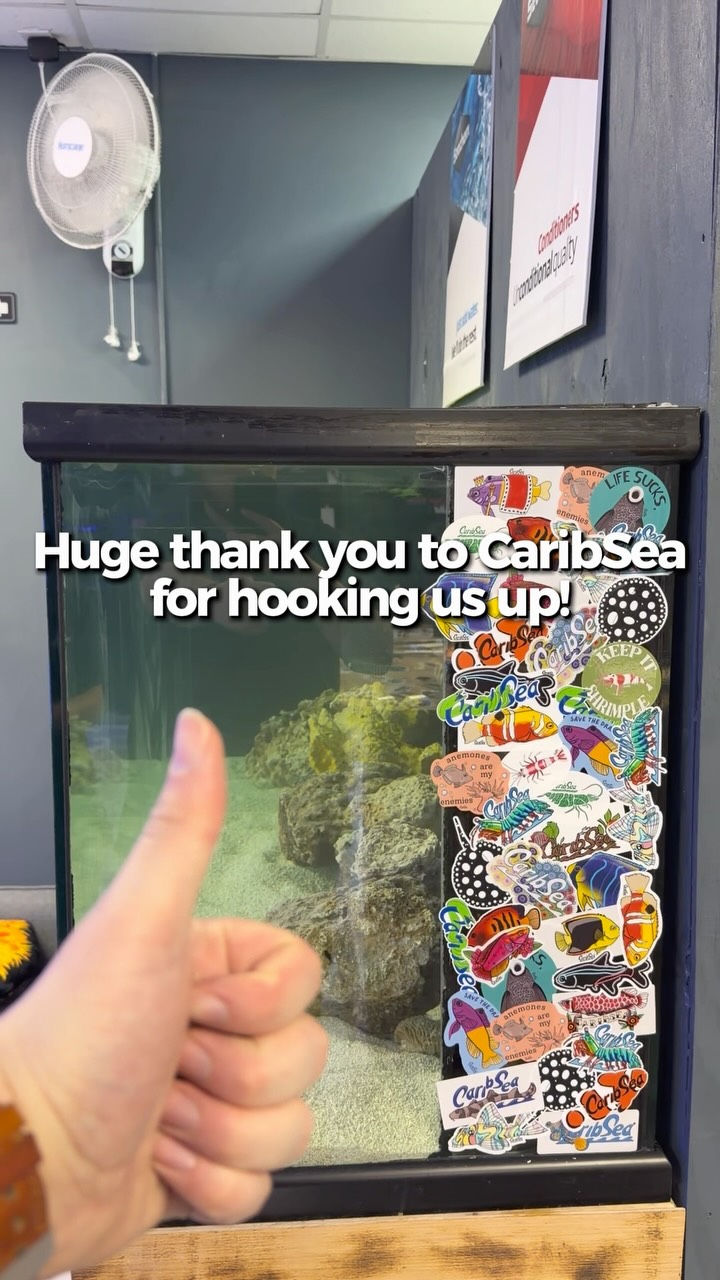 Big thanks to @caribseainc for the package! We only asked for a few stickers to cover an overflow, and they hooked us up with a whole gift box. We appreciate you guys!
📍 3816 Sardis Church Rd, Monroe, NC 28110
📞 (980) 328-0000
🌐 undertheseanc.com
Tuesday–Saturday: 10AM–6PM
Sunday: 12PM–5PM
Monday: Closed #reeftank #aquariumhobby #fishtank #reefaquarium #charlottenc