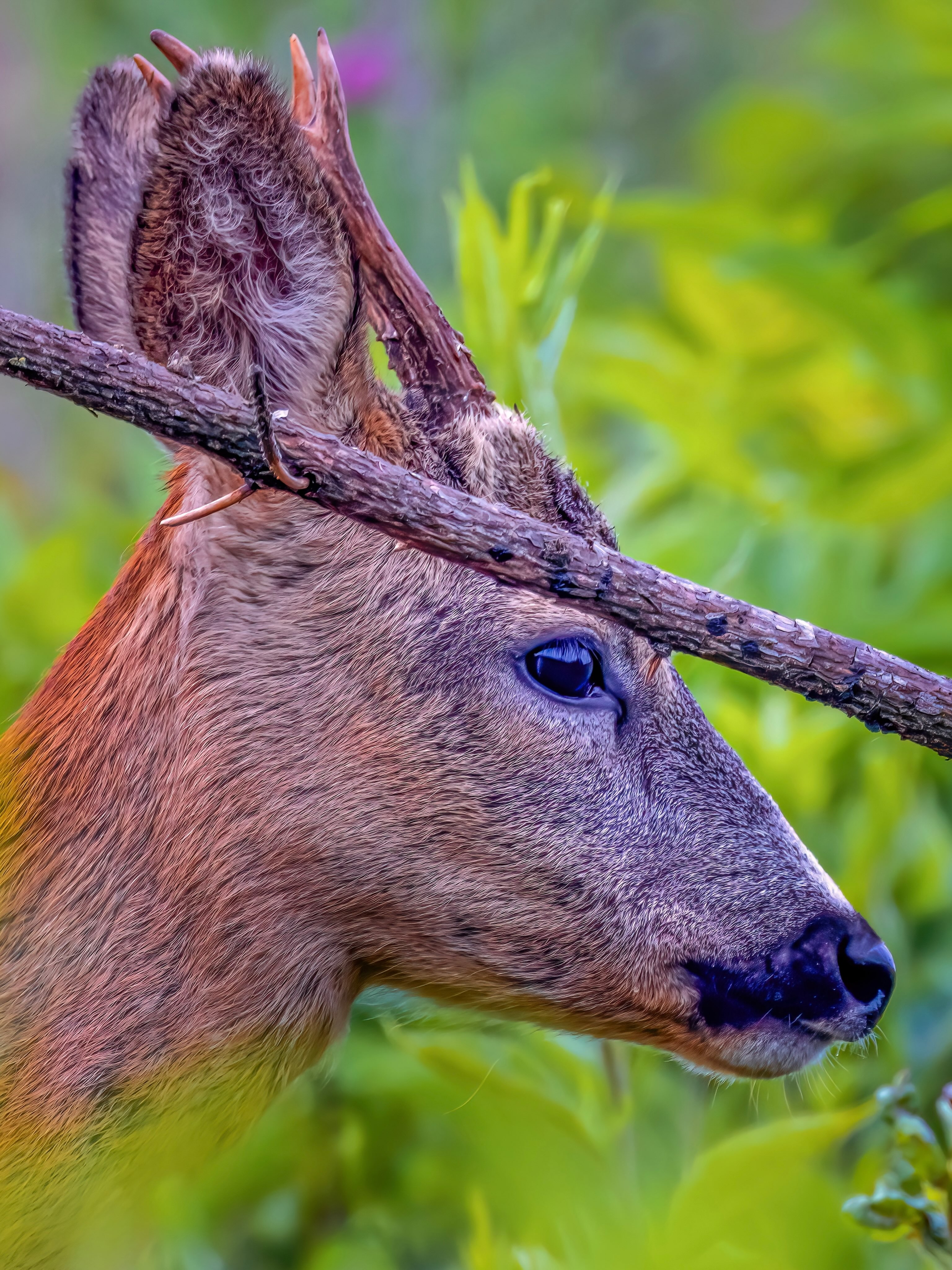 Zwischen Wald und Schatten, den Blick ruhig nach vorn. 🦌🌿
Ein schräger Ast vor dem Haupt, fast wie ein natürlicher Rahmen für diesen stillen Moment.