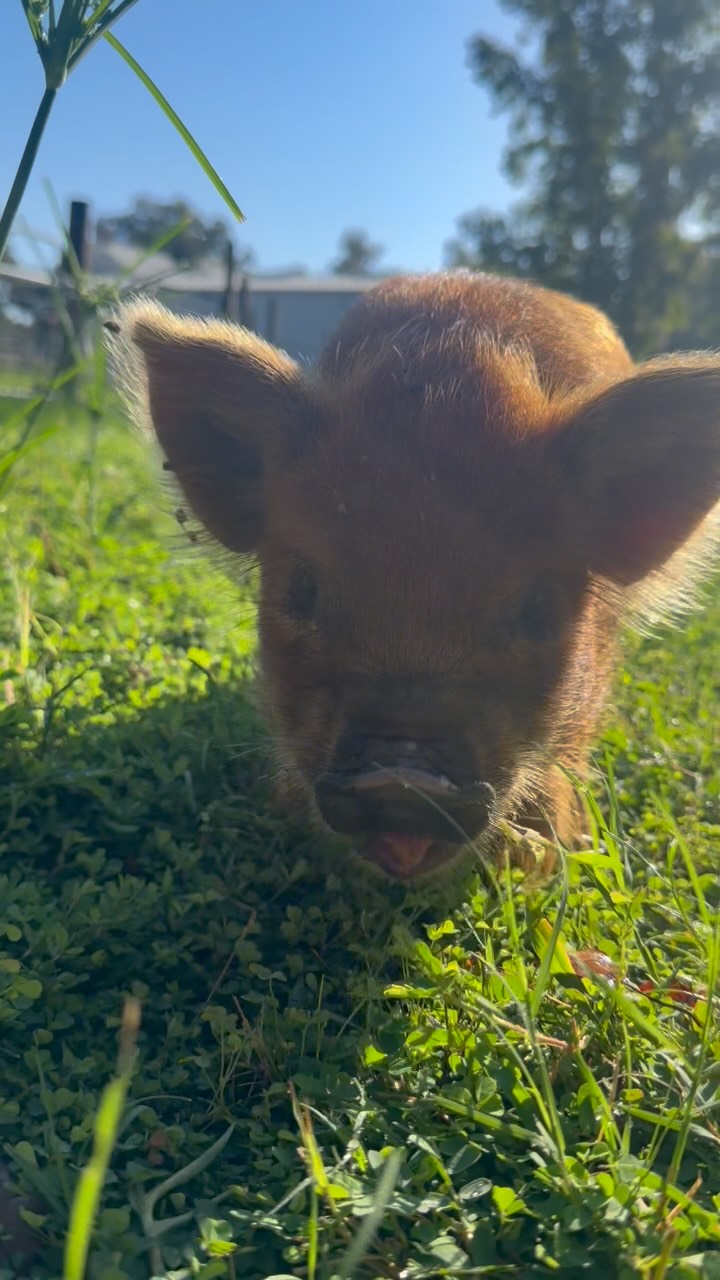 Tater Totπ§‘ The cutest little ham π·