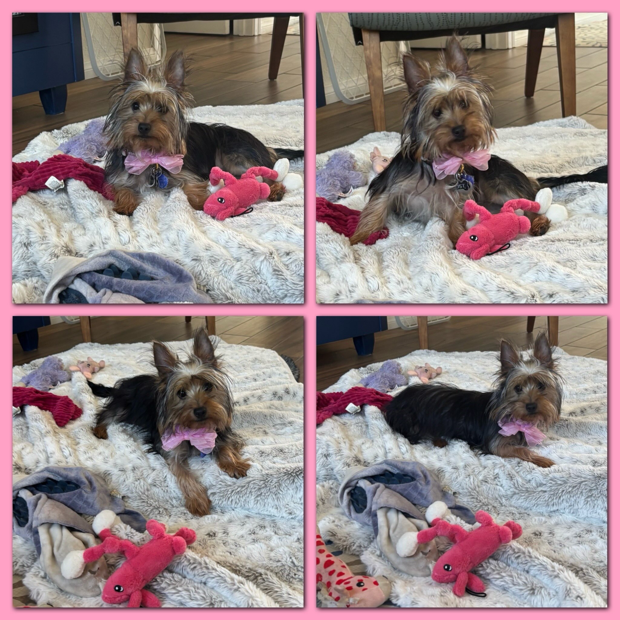 This is precious, little Gracie. She is 4 month old Silky Terrier. She loves to play with other small dogs and loves to be held. She can’t get close enough. She lays her head on your shoulder. She is learning to walk on a leash and working on house manners. She came to us when a breeder retired. She is 7 pounds. Gracie is ready to bring joy to a family.