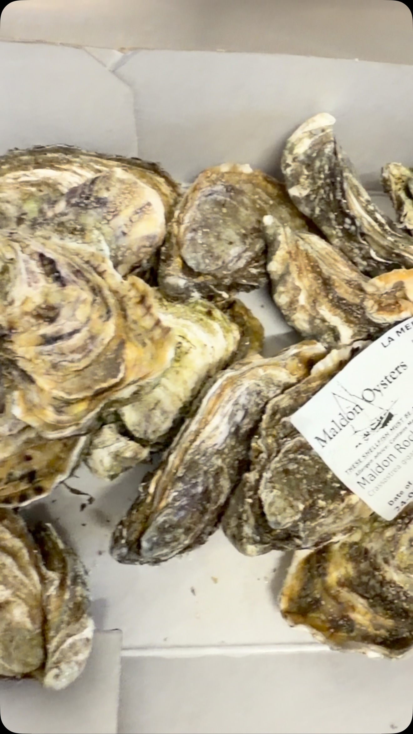 🦪 Something a little different at The Pottery tonight…
Fresh oysters are on our specials, served on a bed of ice with your choice of chimichurri or shallot vinaigrette.
And it’s Steak Night too 🥩 — so whether you fancy a beautiful steak or some fresh oysters with a cold drink, come and see us tonight.
A little taste of the sea at The Pottery. 🦪🍋
#Oysters #FreshSeafood #SeafoodLovers #TapasBar #ThePottery
