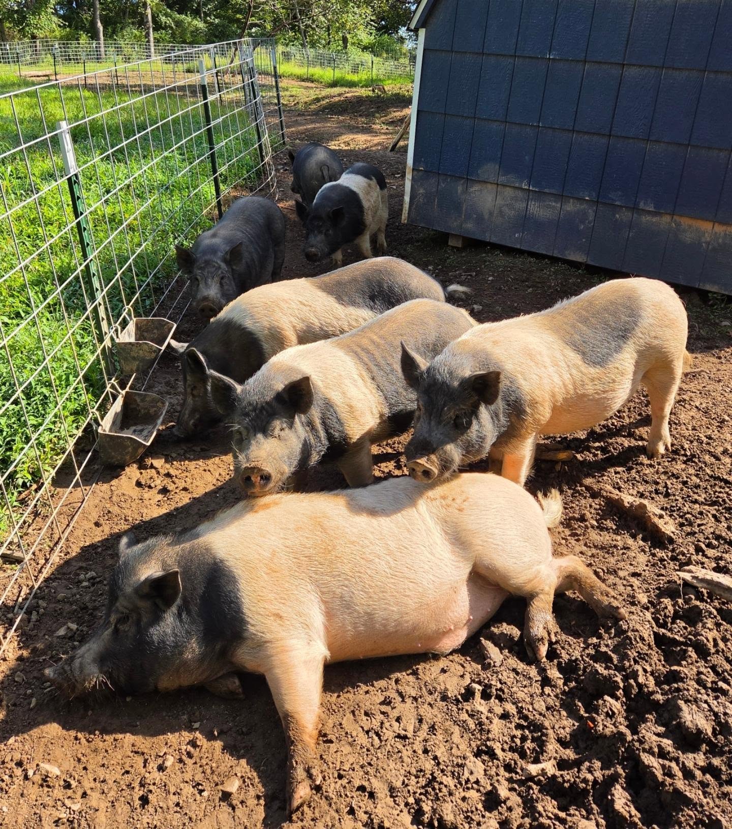 The Seven Big Boys from Operation Squeal City. These guys may all be brothers, or maybe cousins, but they are tight!
They have the most Hampshire mixed in with them from the case so are the biggest along with a few of the biggest girls. One of the hoarder's original pigs was an intact Hampshire boy, so guess he was the granddaddy to them all.
These now-neutered barrows are so sweet and gentle, a huge difference from the testosterone-crazed, violent, horny boars that arrived. They will be the hardest to find homes for, being the biggest and oldest, but we are just happy they are safe.
#adotpable #hoarderssuck #operationsquealcity #oink #barrows