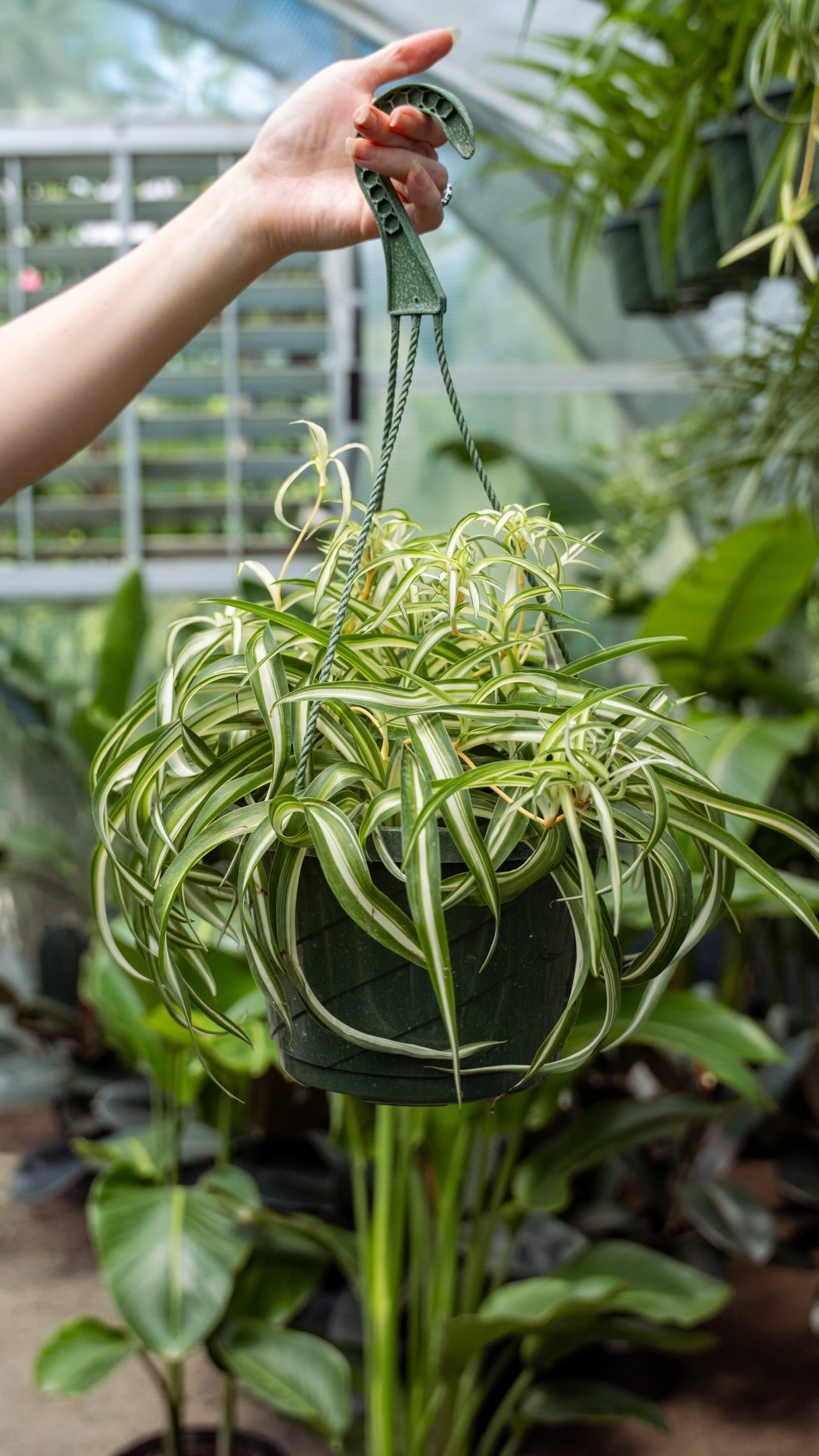 Budgeting is all about balancing your wants and needs… but we want and need new houseplants! 🙂↕️🪴