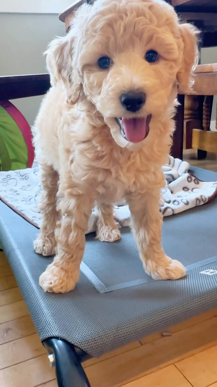 The pups had so much fun today! Playing with the tunnel, growing their confidence with the height of the ‘place’ cot and running through different obstacles ✨ Mamma Annie also ran around & played with them for awhile and they thought that was the bees knees ❤️
Tomorrow it’ll be 1 week till Gotcha Day! 🥳 can’t believe we’re already at 7 weeks!
••••••••••••
🏡 Homing: September 5th
🐾 Double Doodles (Mini)
🇨🇦 Calgary, Alberta
💌 Learn more about our process + pups at RockyLegendDoodles.com